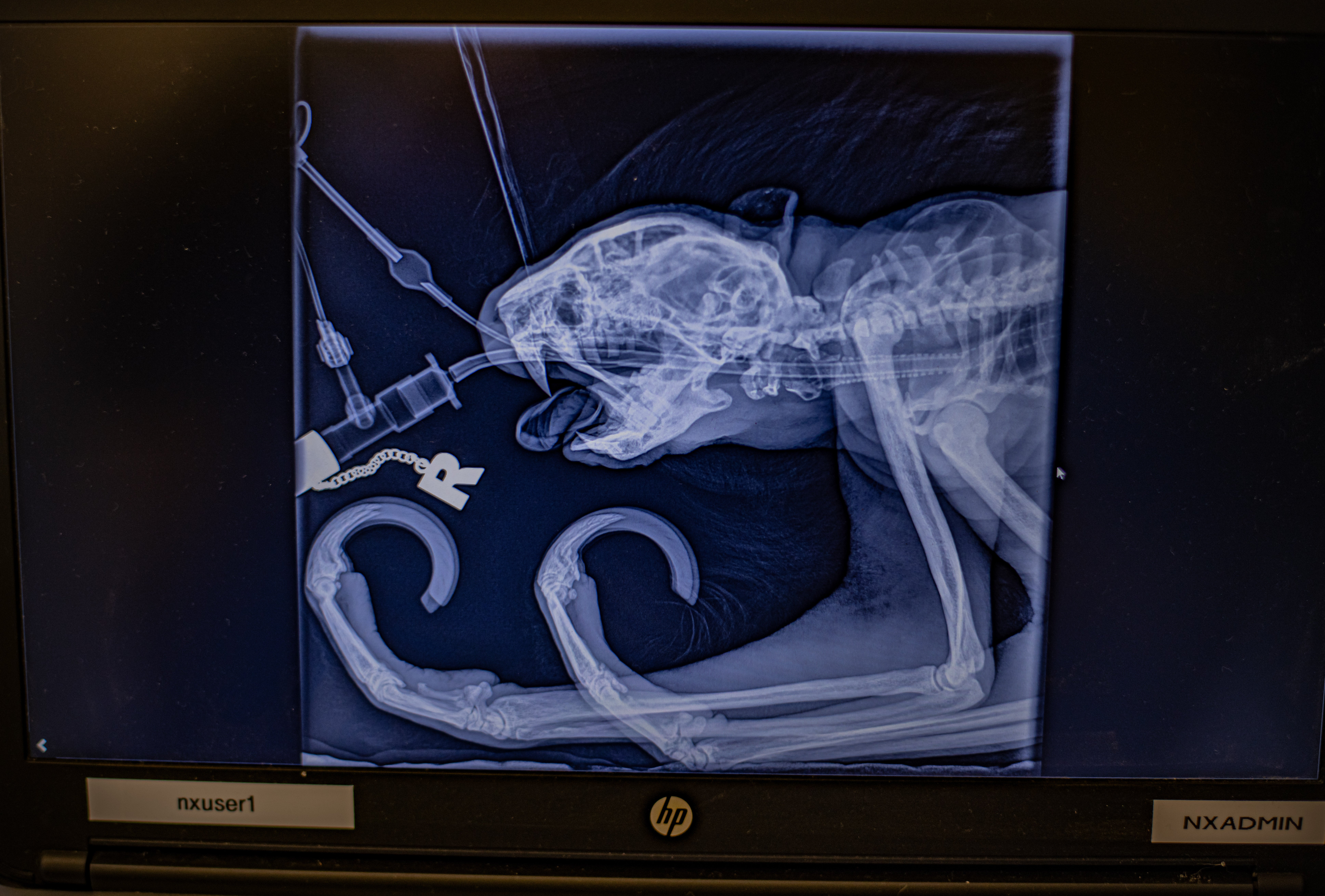 Rico received training to get into position for X-rays ahead of the procedure