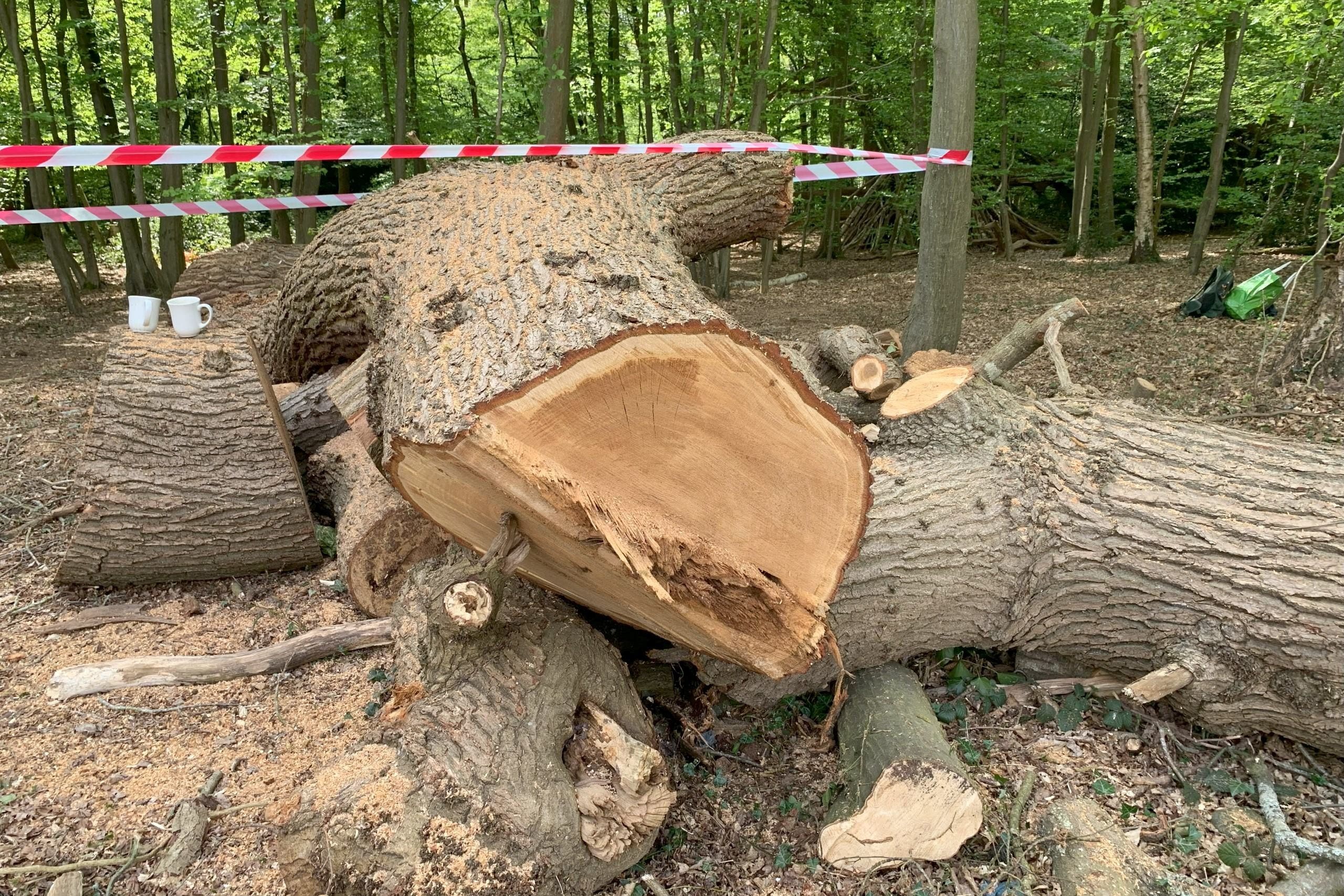The site of the felled oak tree (Adam Cormack/Woodland Trust/PA)