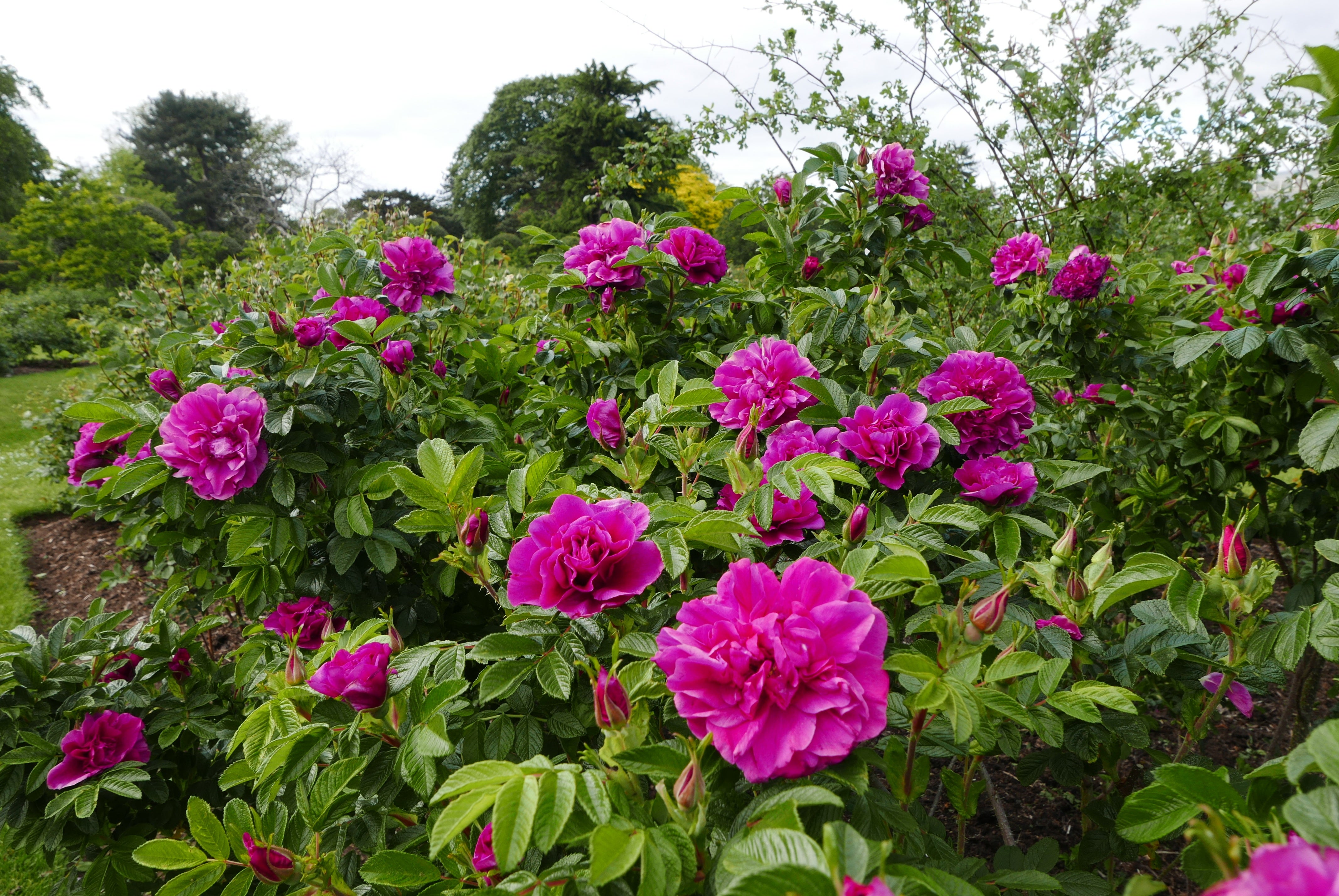 Flowers such as the rose are having their scent bred out. Roseraie de l’ Hay (Tony Hall/PA)