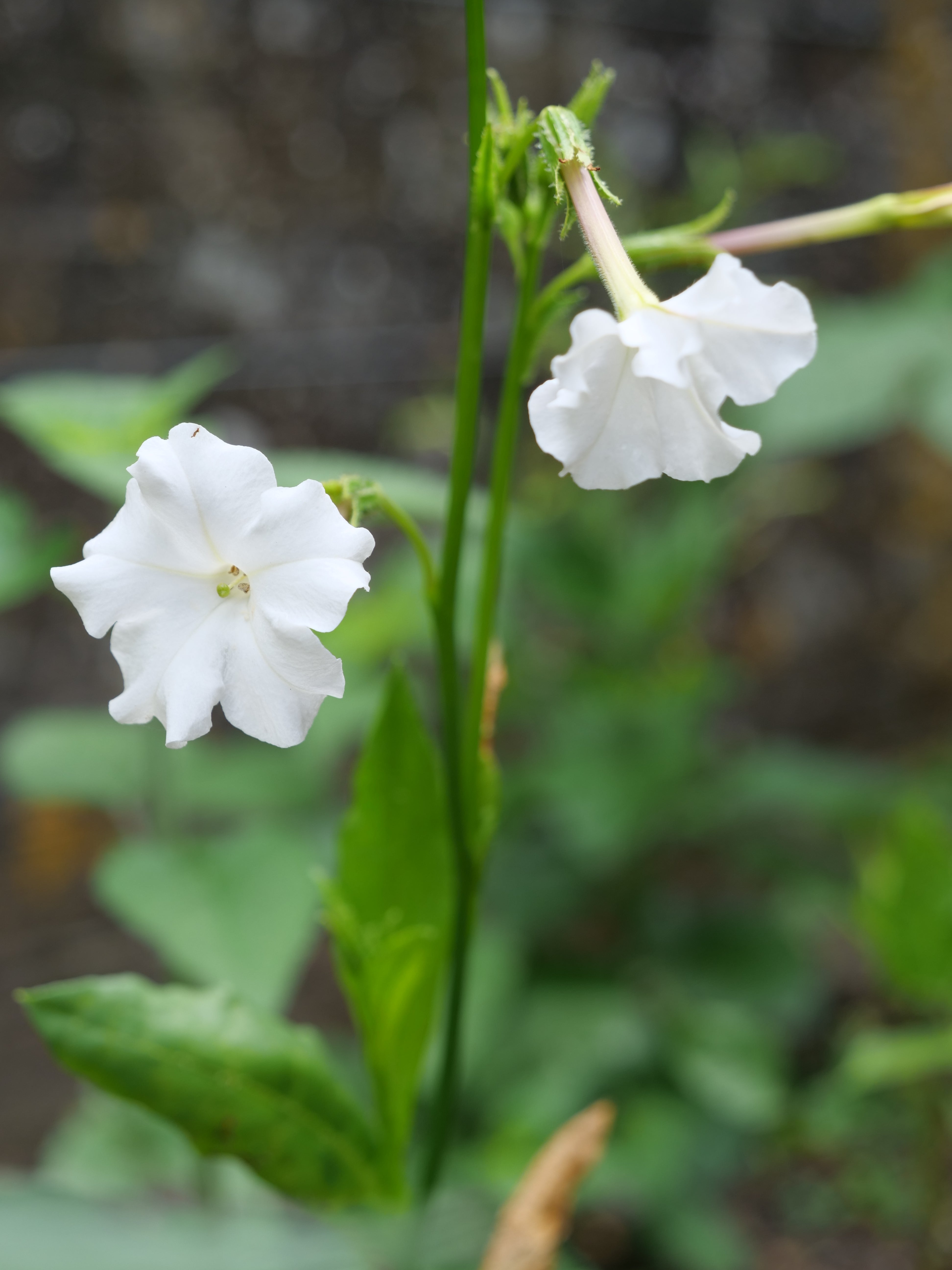 Nicotiana alata (the tobacco plant) do well in slightly acidic soils (Tony Hall/PA)
