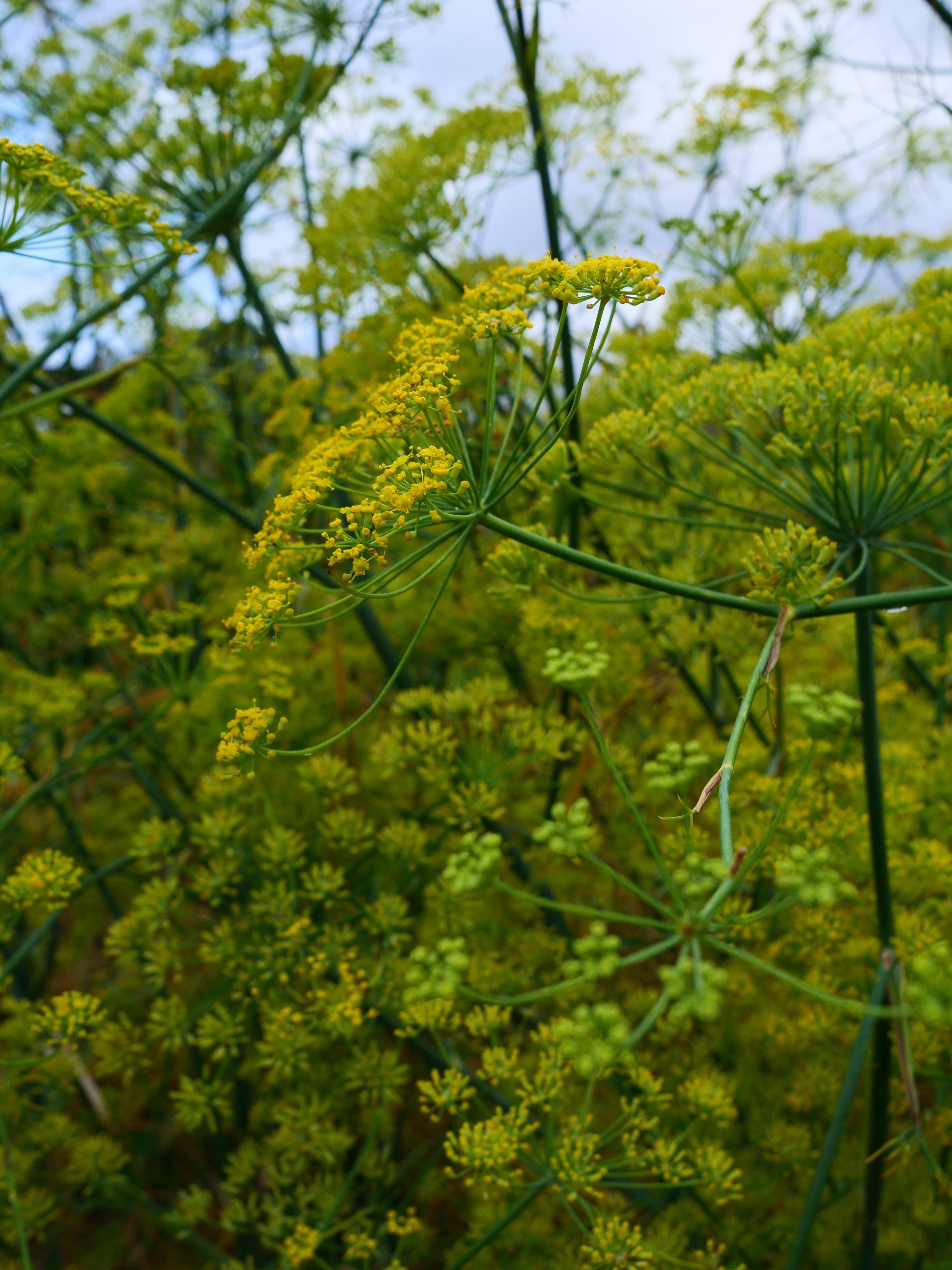 Fennel gives a sweet liquorice scent (Alamy/PA)