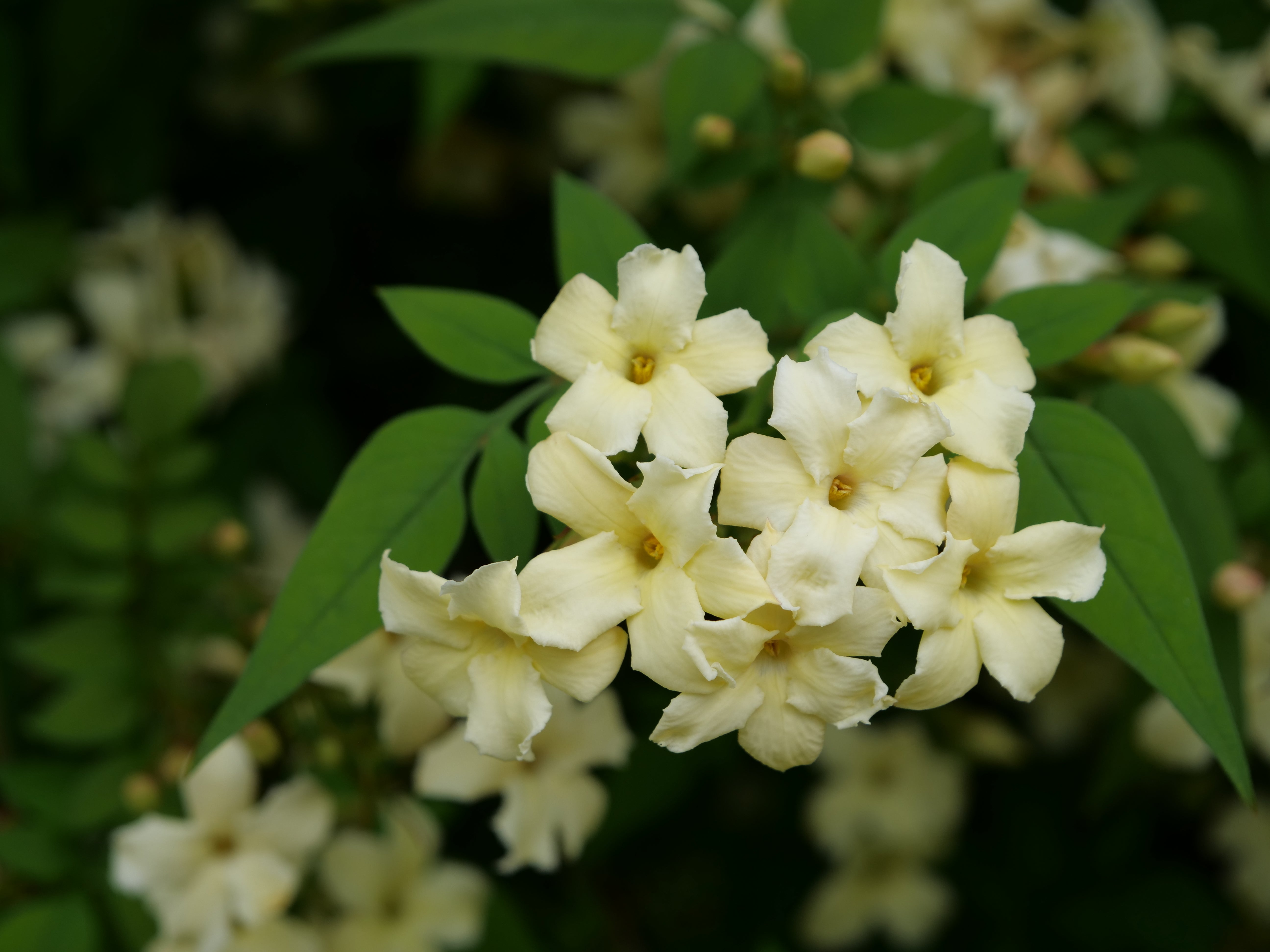 Jasminum officinale (Devon Cream Jasmine)