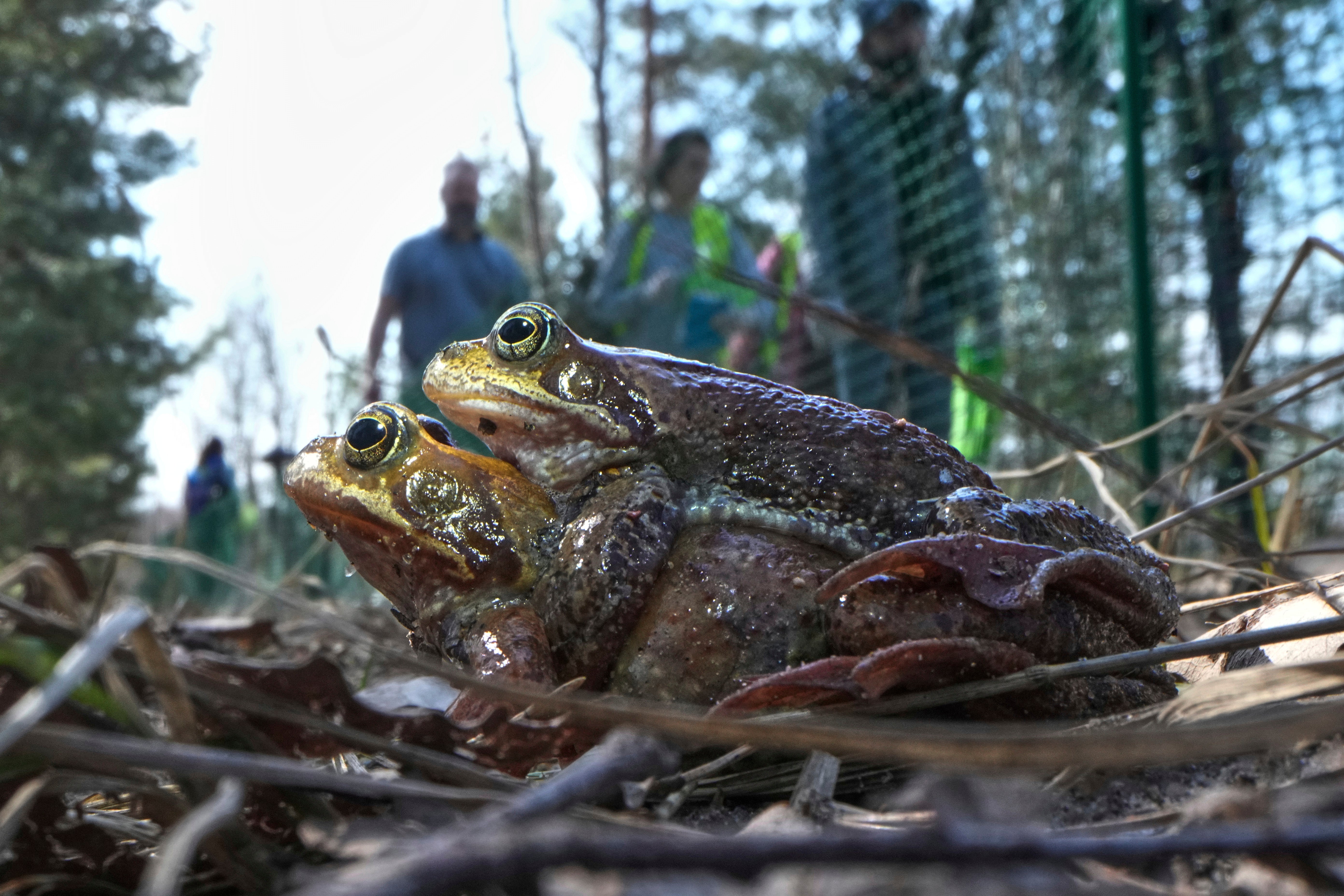 Russia Toad Rescue