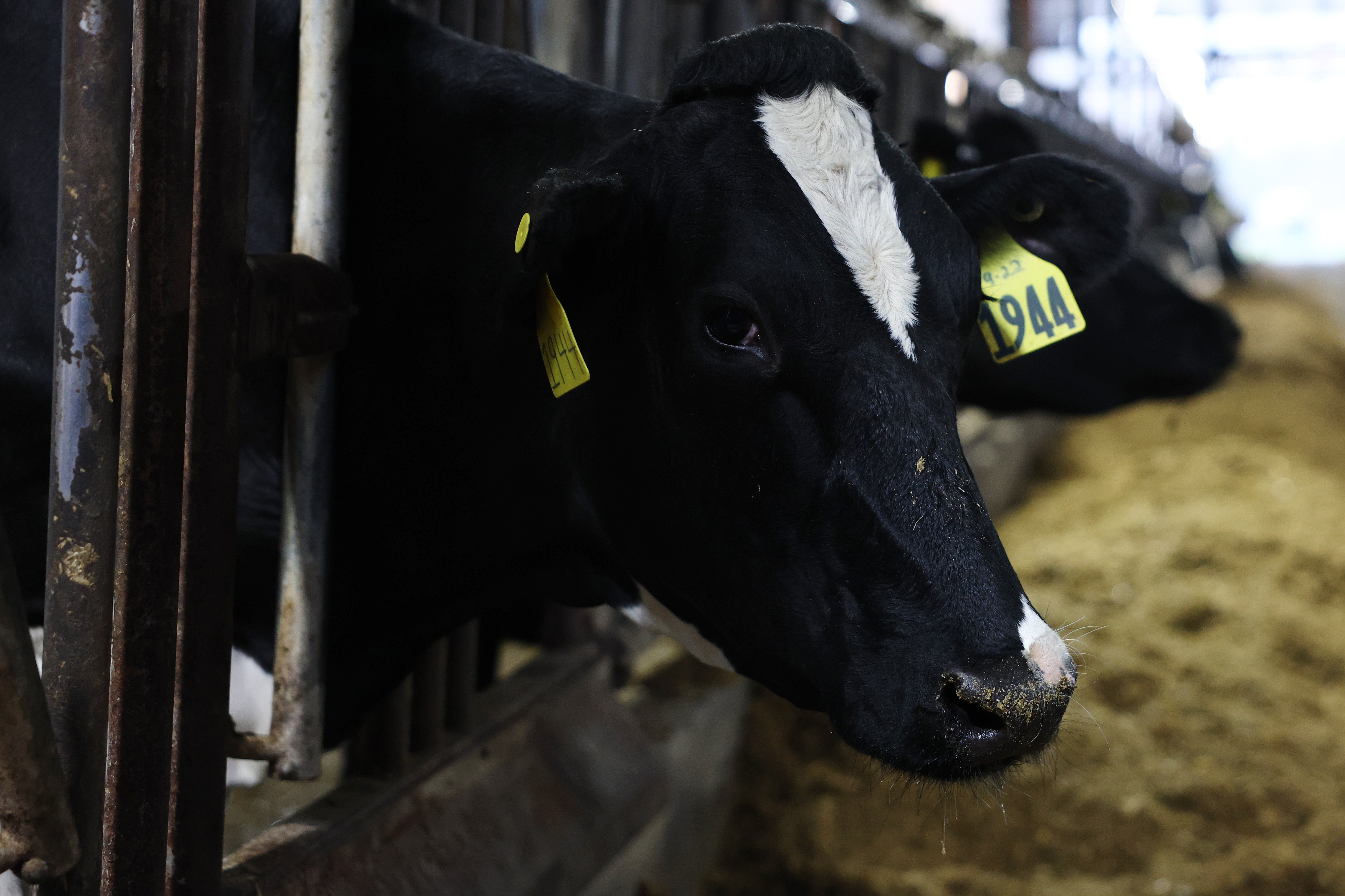 H5N1 bird flu has also infected hundreds of dairy herds and resulted in nationwide milk testing. A vaccine could help curtail viral spread