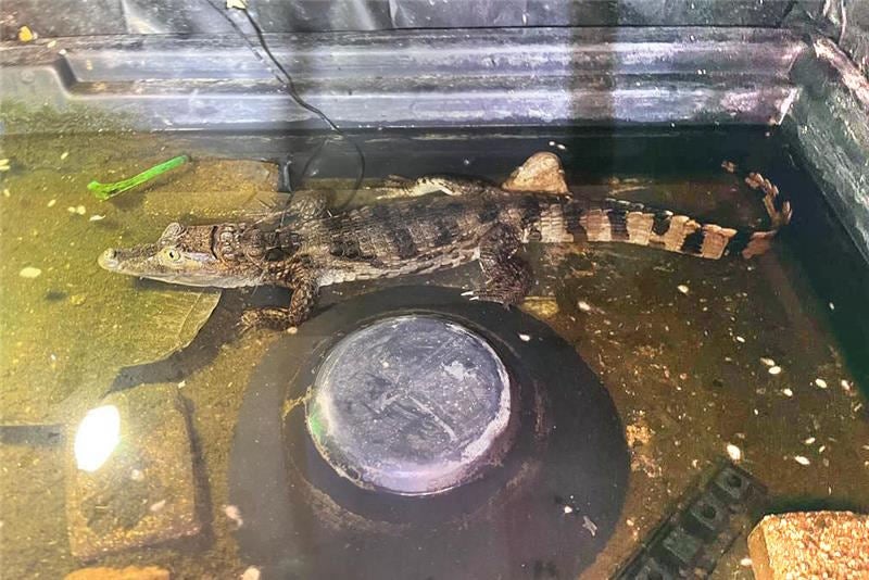 The animal has now been handed over to the RSPCA