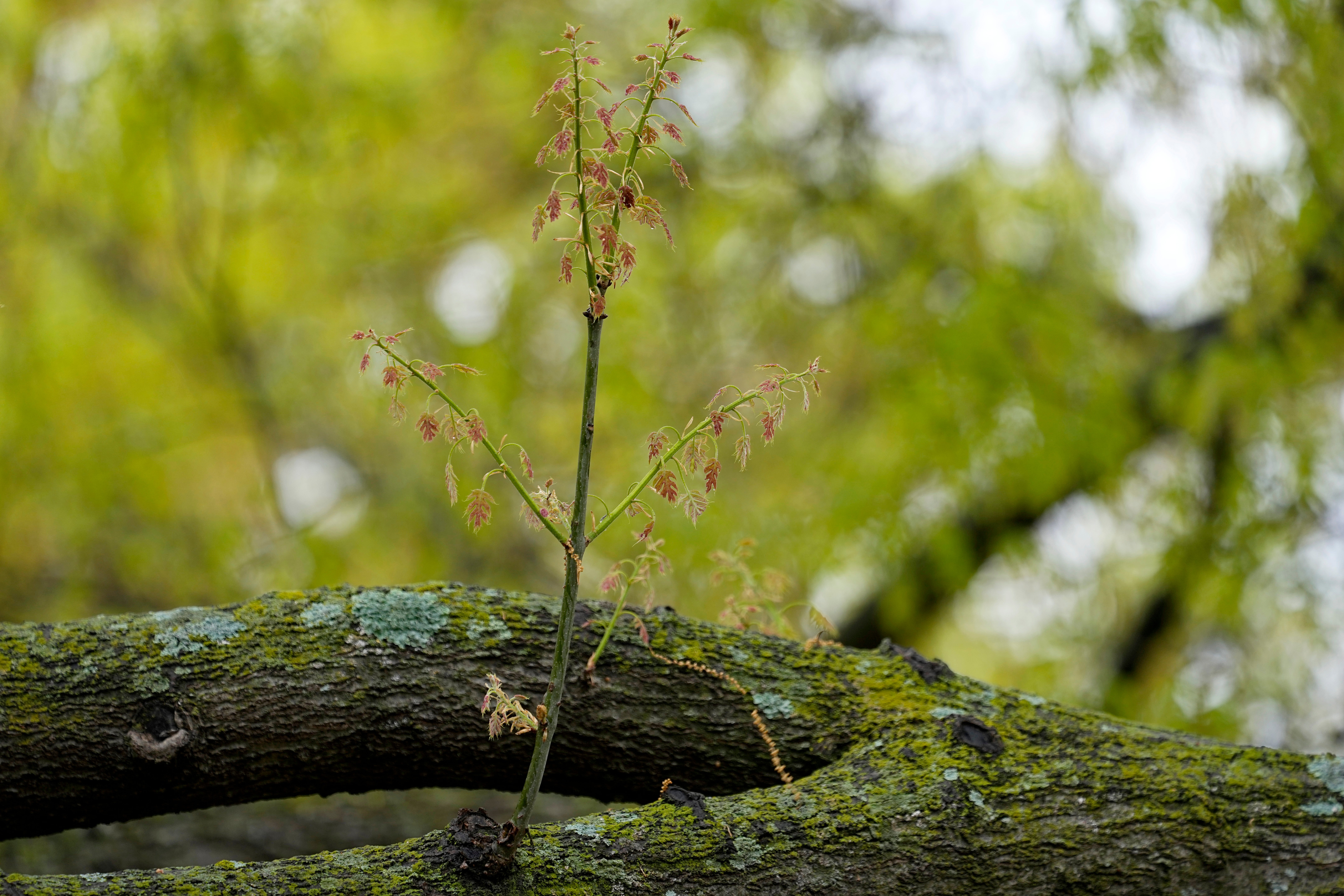 The branches of an oak tree are stained with a green tint from pollen at a park in Richardson, Texas