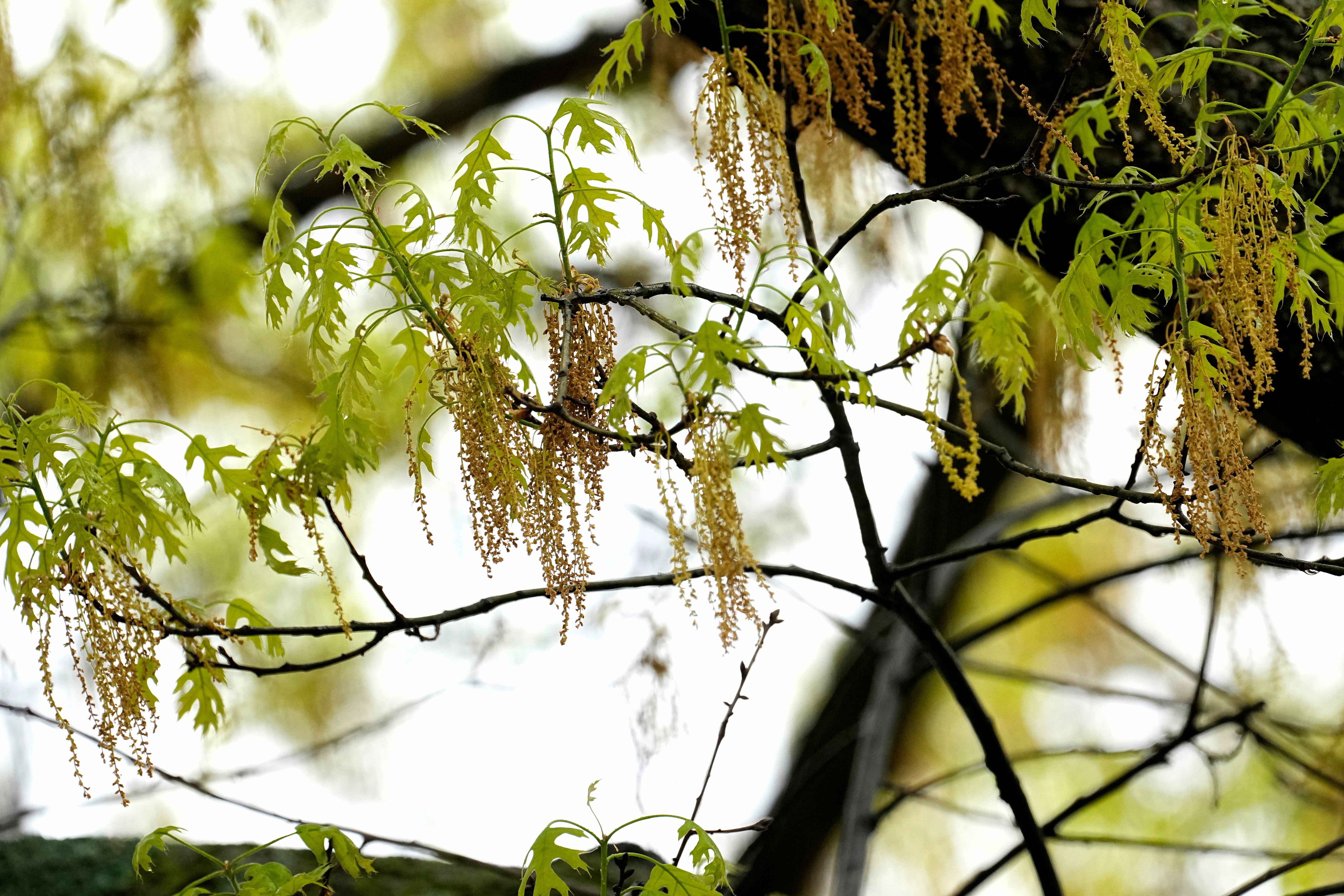 Be Well-Allergy Tips