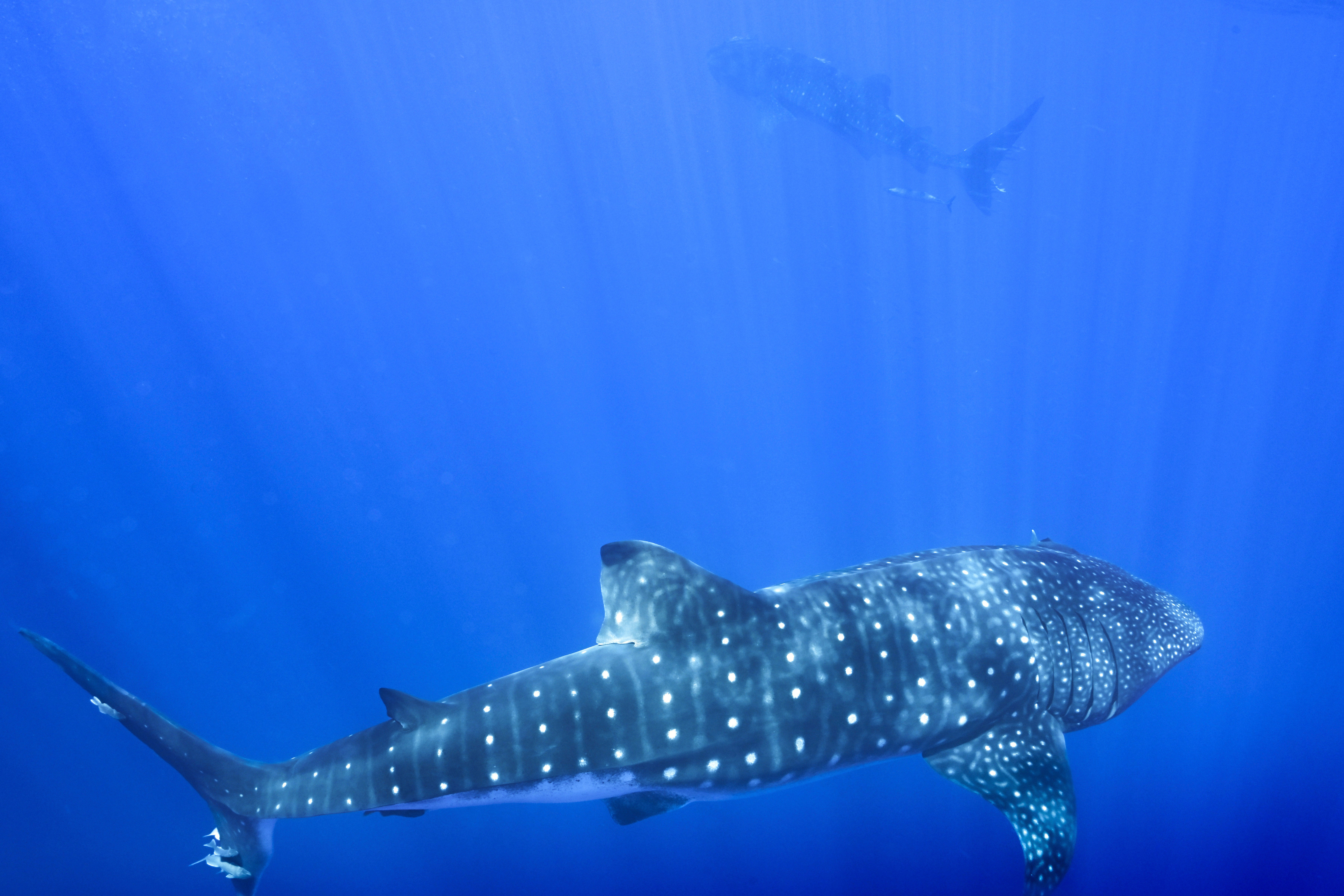 Whale Sharks Mating