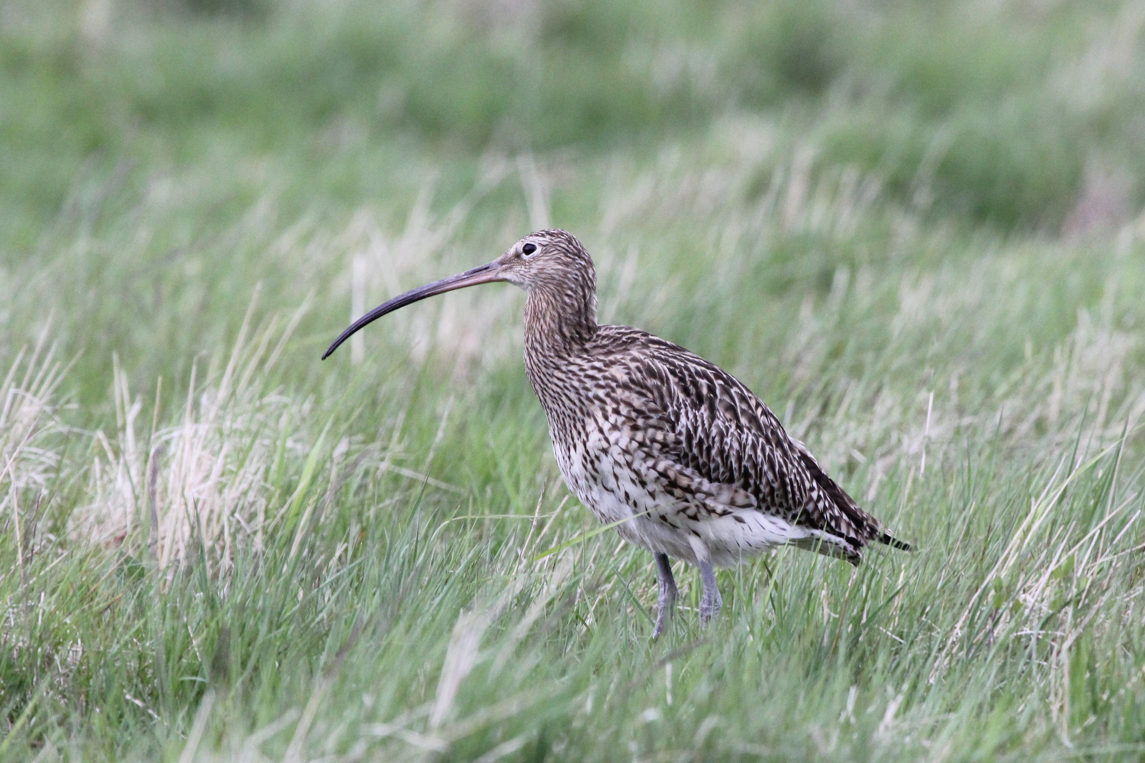 Curlew numbers are on the rise after an initiative to remove stoats from Orkney (Ian Francis/PA)