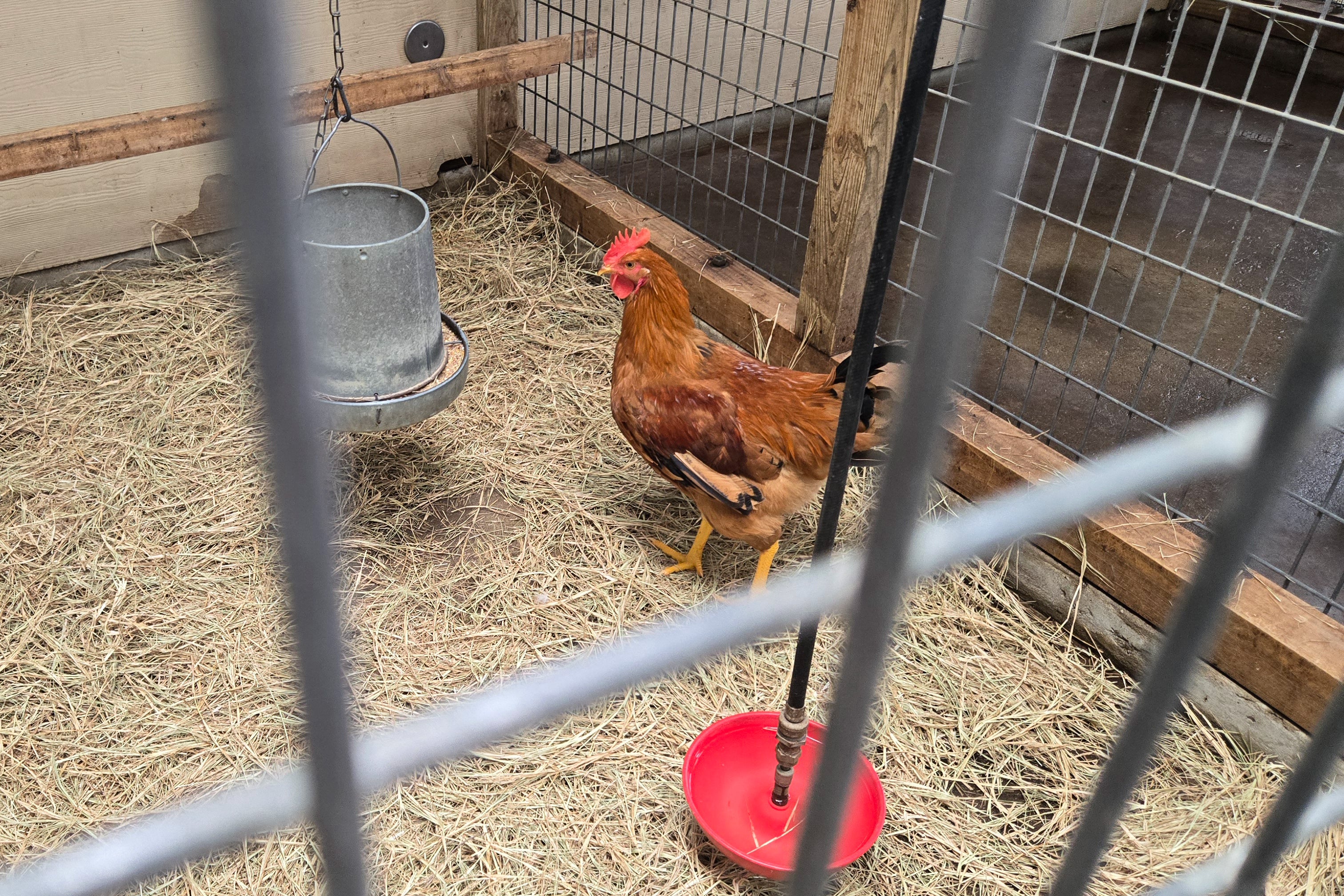 Since the beginning of the year, more than 30 million poultry birds have been culled amid the spread of bird flu and a new outbreak has been reported in Ohio. The news comes as officials are trying to bring sky-high egg prices down.