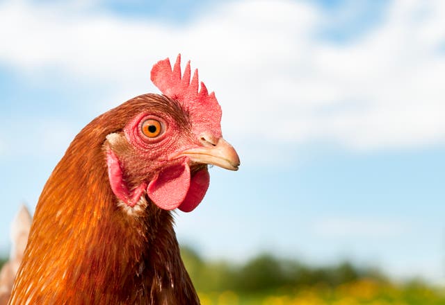 <p>More than 1.5 million chickens die prematurely on UK farms each week. The vast majority – more than 90 per cent of broilers – are still fast-growing breeds</p>