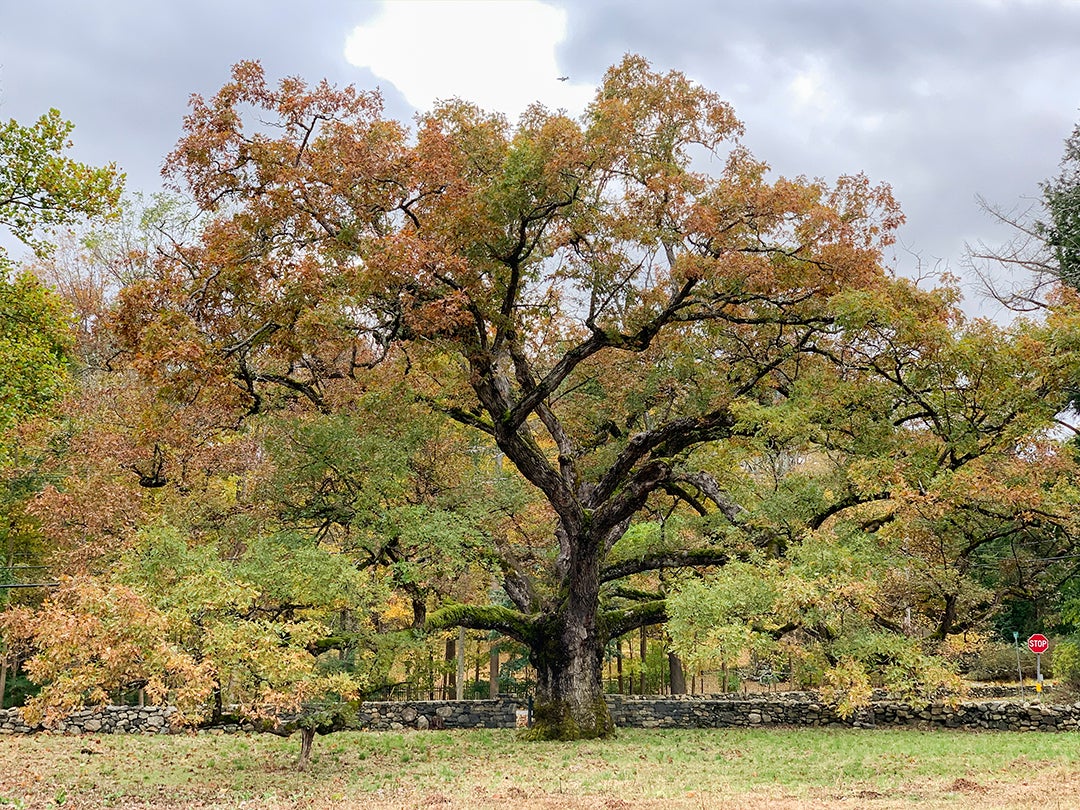 Gardening - Arbor Day - Oaks