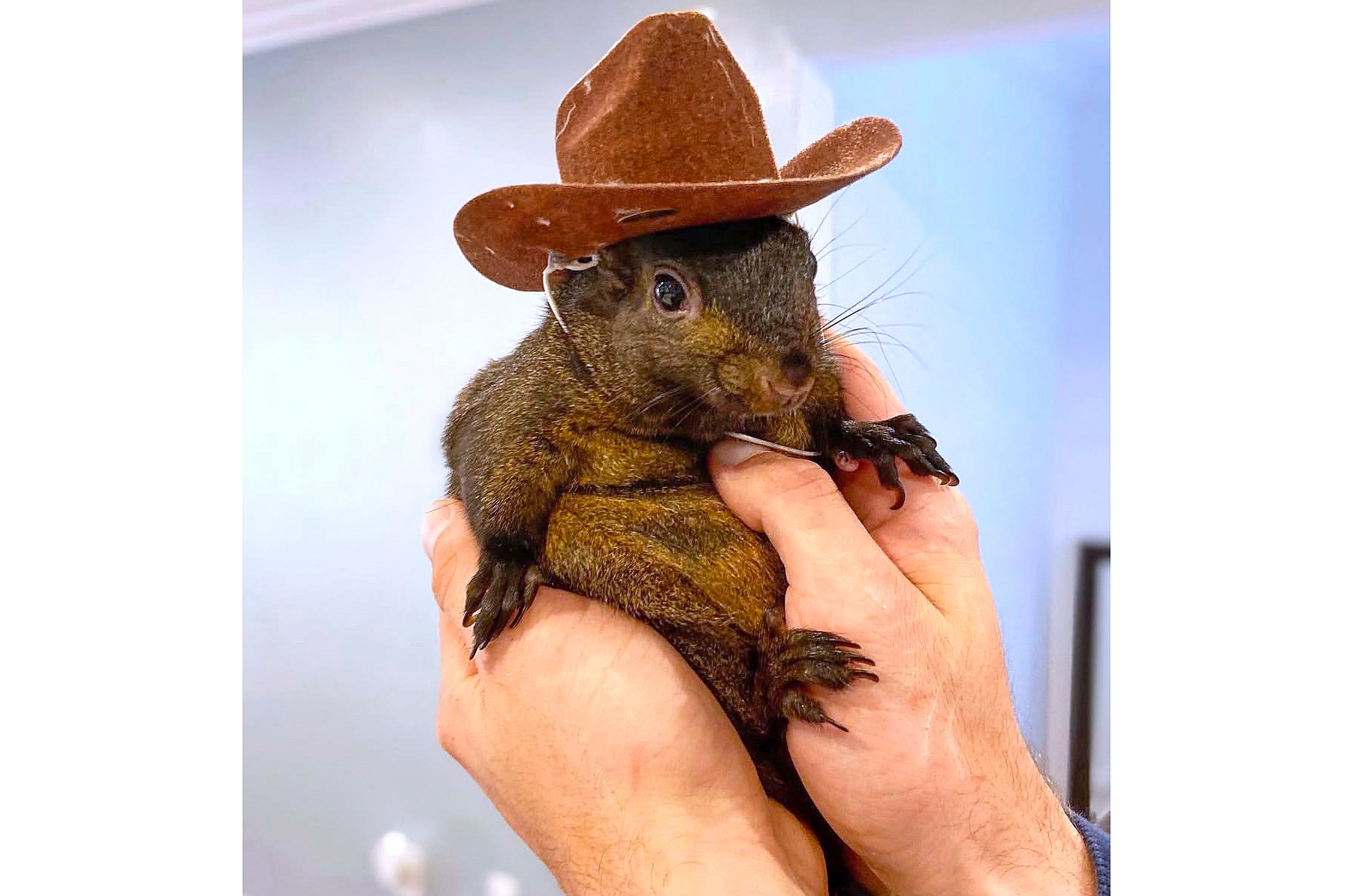 This undated photo shows Peanut, a squirrel who lived as a pet with Mark Longo in Southport, N.Y. (Mark Longo via AP)