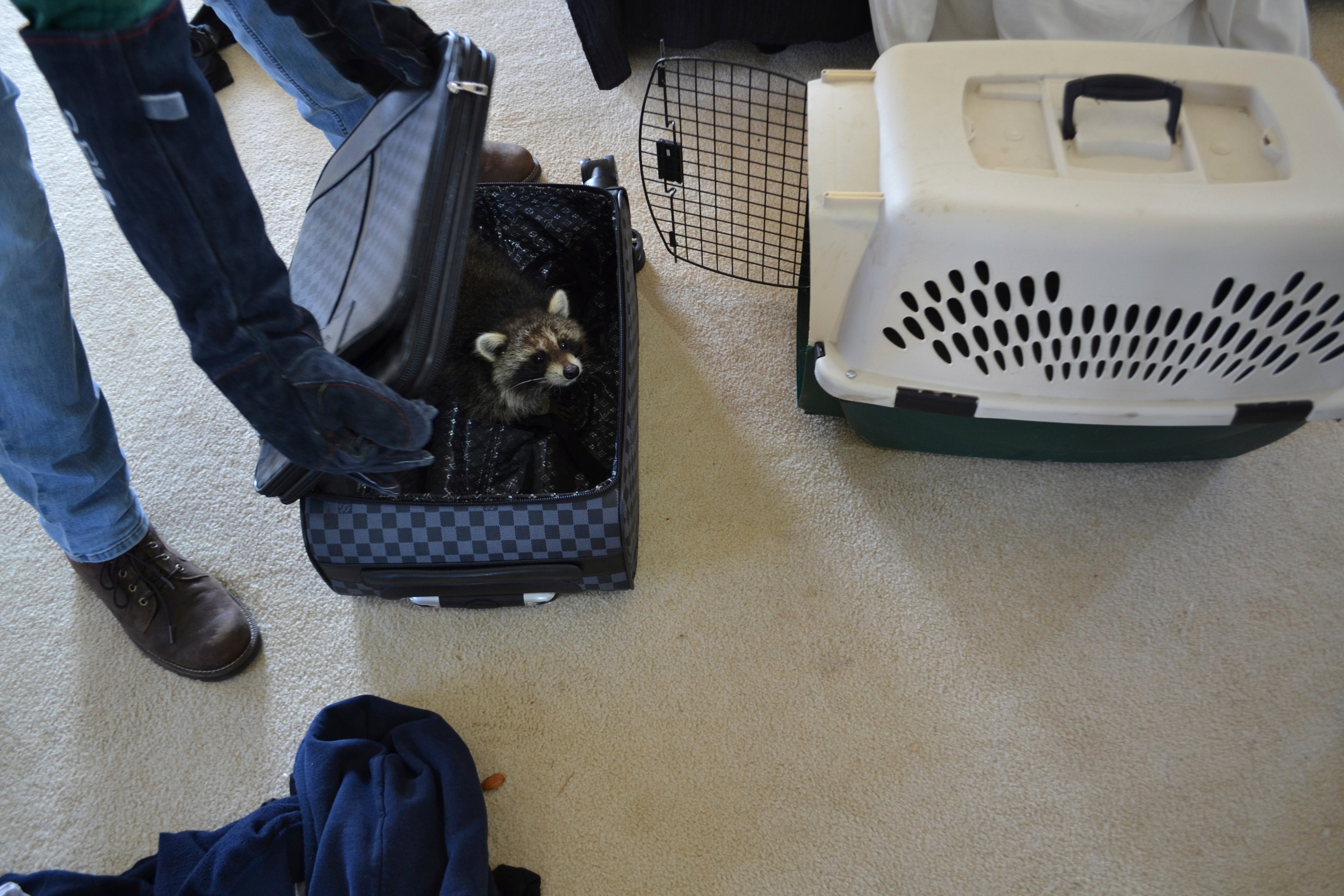 A worker with the New York State Department of Environmental Conservation opens a suitcase to reveal Fred, a pet raccoon, who was living with Mark Longo, Wednesday, Oct. 30, 2024 in Southport, N.Y. (NYS Department of Environmental Conservation via AP)