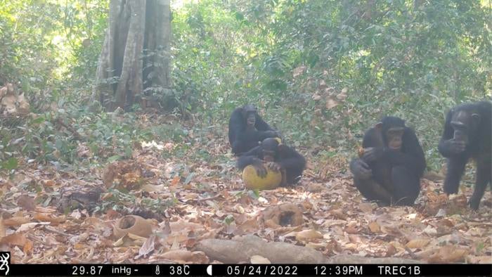 Two adult females feed on fermented African breadfruit