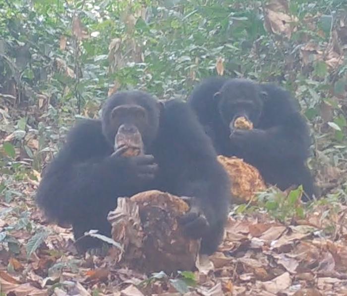 Two adult male chimps eating fermented African breadfruit