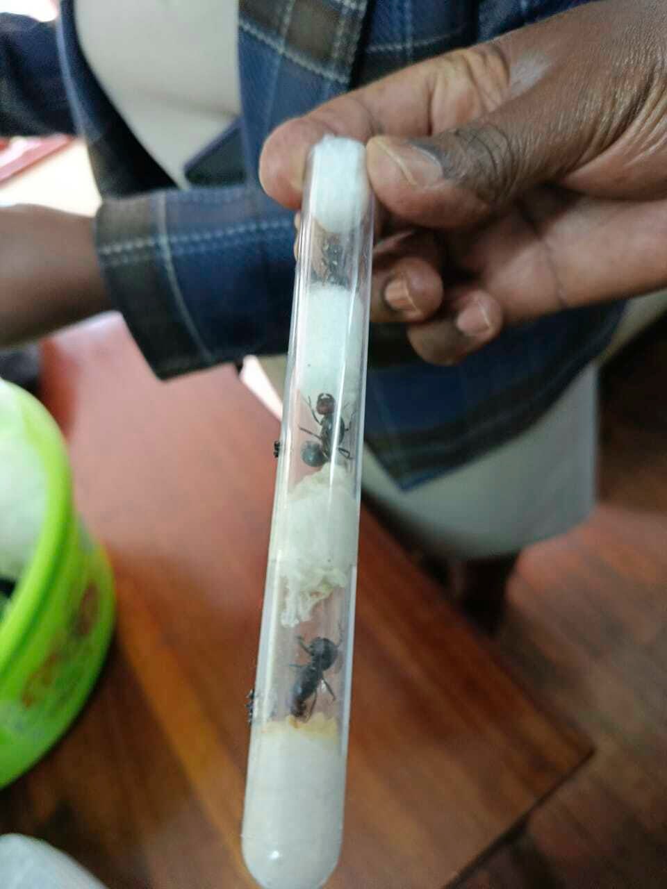 Kenyan officials display live queen ants insects that were destined for Europe and Asia, at the Jomo Kenyatta International Airport Law Courts in Nairobi, Kenya Monday, April. 14, 2025. (Kenya Wildlife Service via AP)