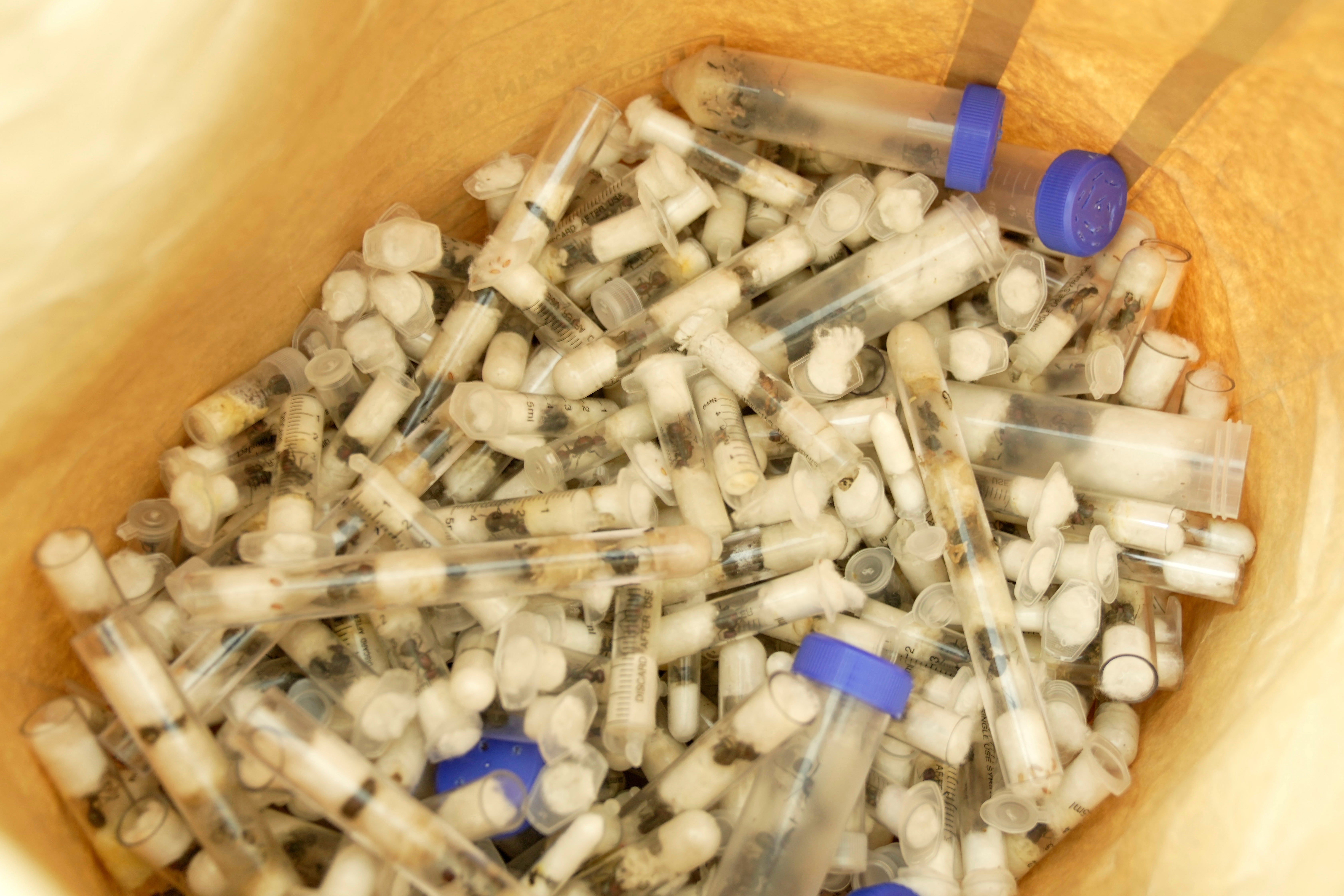 Kenyan officials display live queen ants insects that were destined for Europe and Asia, at the Jomo Kenyatta International Airport Law Courts in Nairobi, Kenya Tuesday, April. 15, 2025. (AP Photo/Brian Inganga)