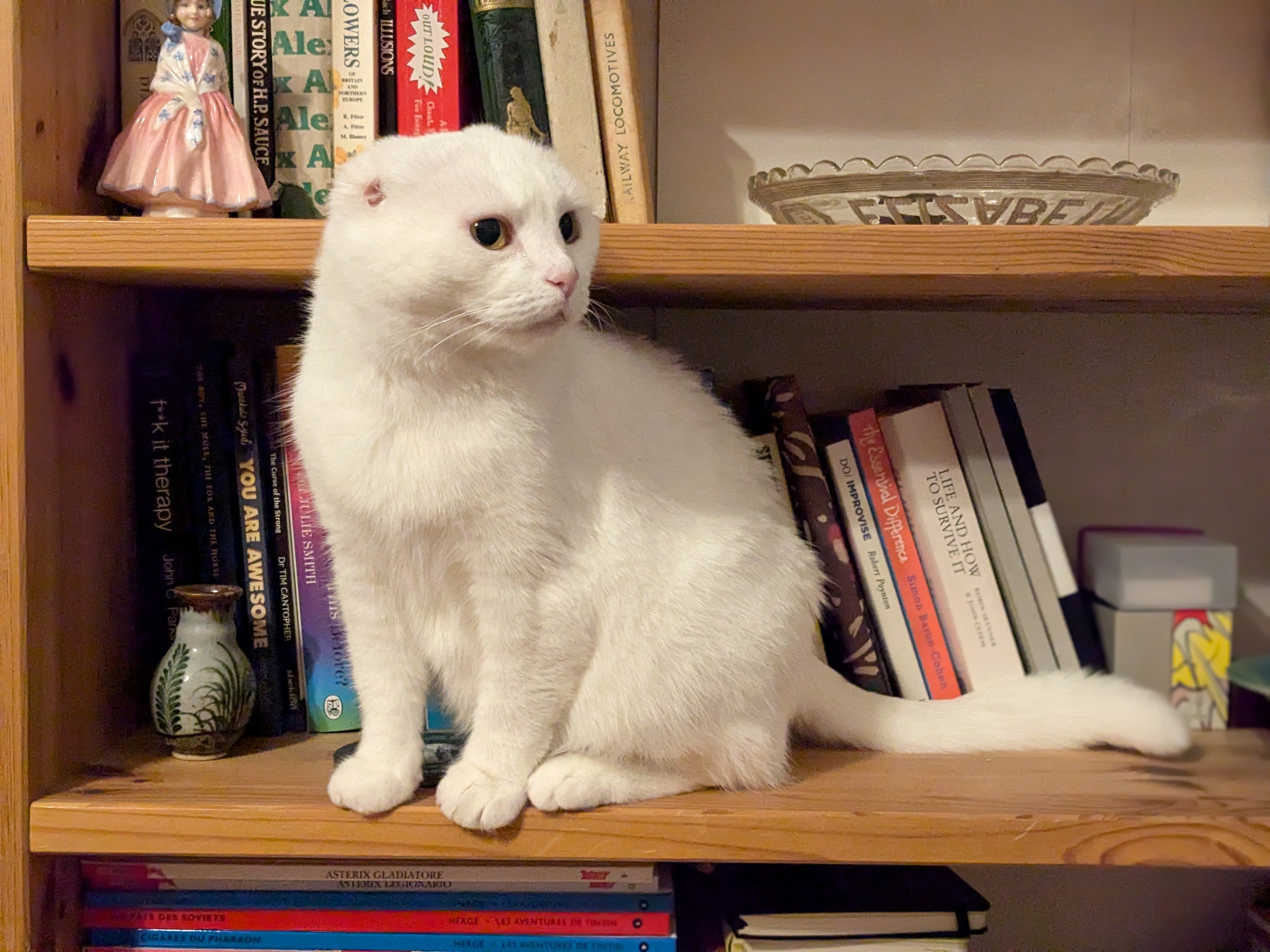 Gracie was adopted by a Berkshire couple