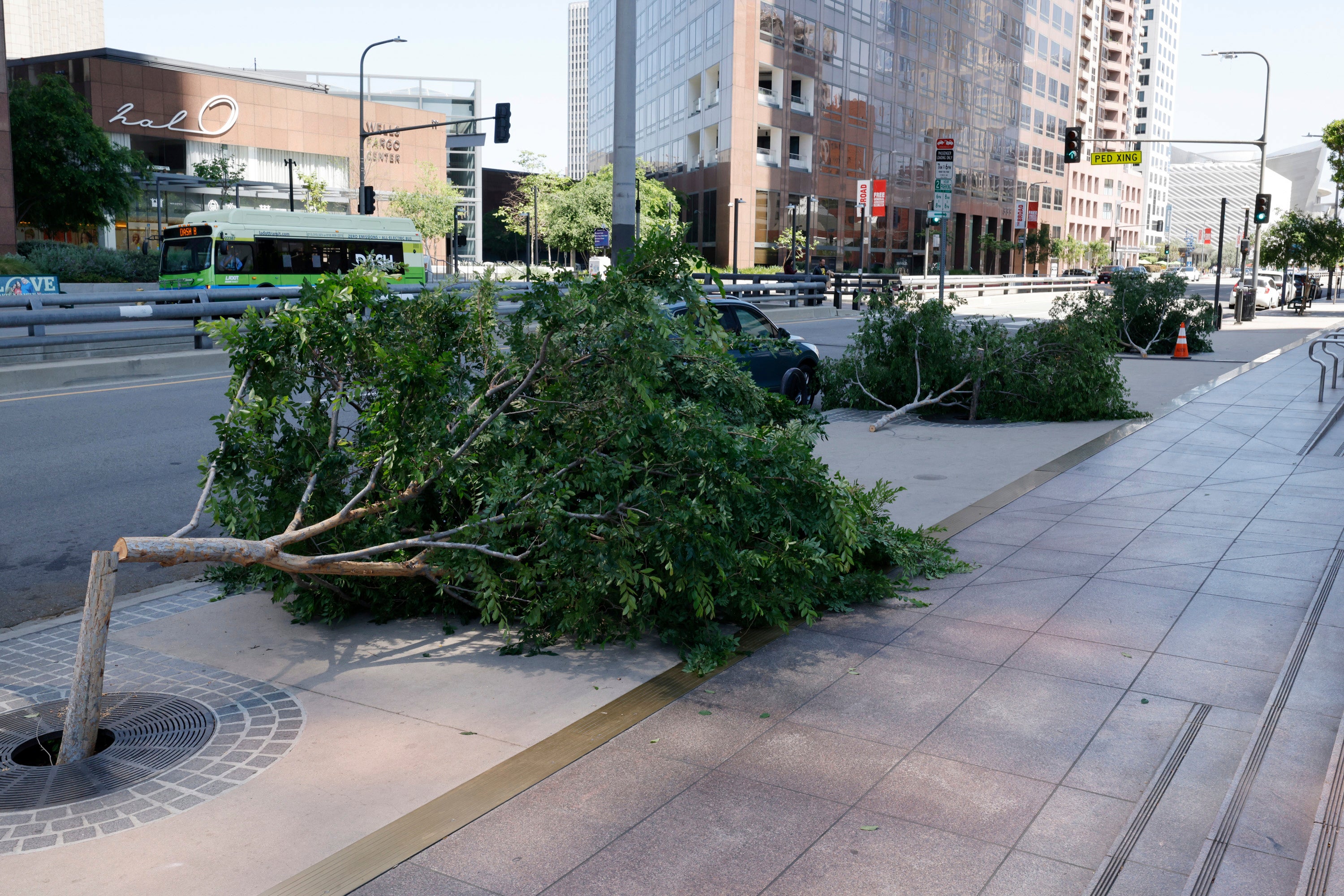 Los Angeles Trees Cut Down