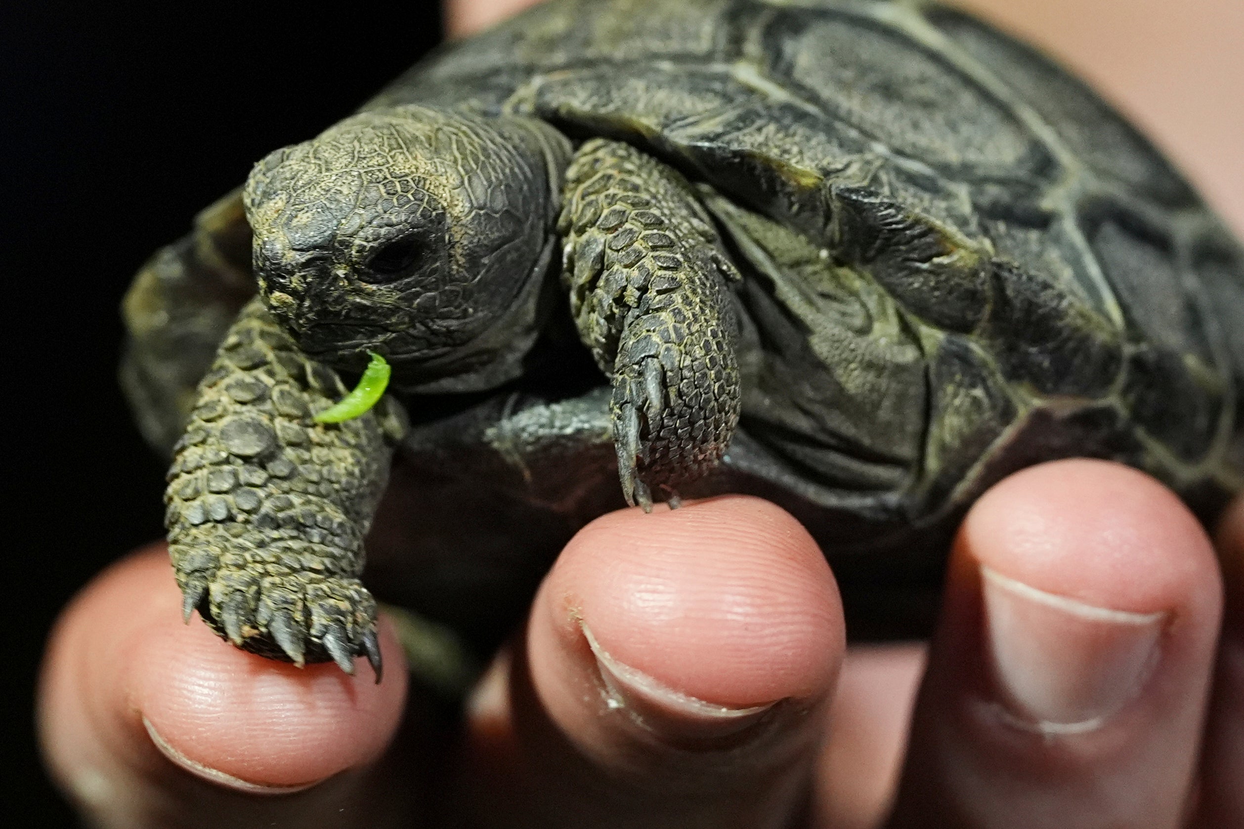 AP PHOTOS: Four baby tortoises debut at Philadelphia Zoo, home to their nearly 100-year-old parents