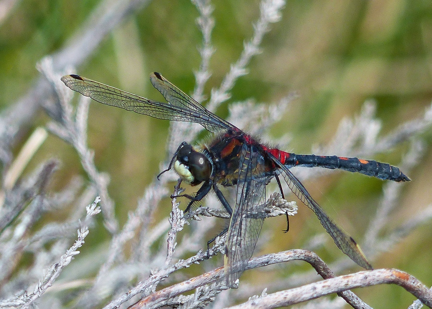 White-faced darter are most prevalent in the Scottish Highlands