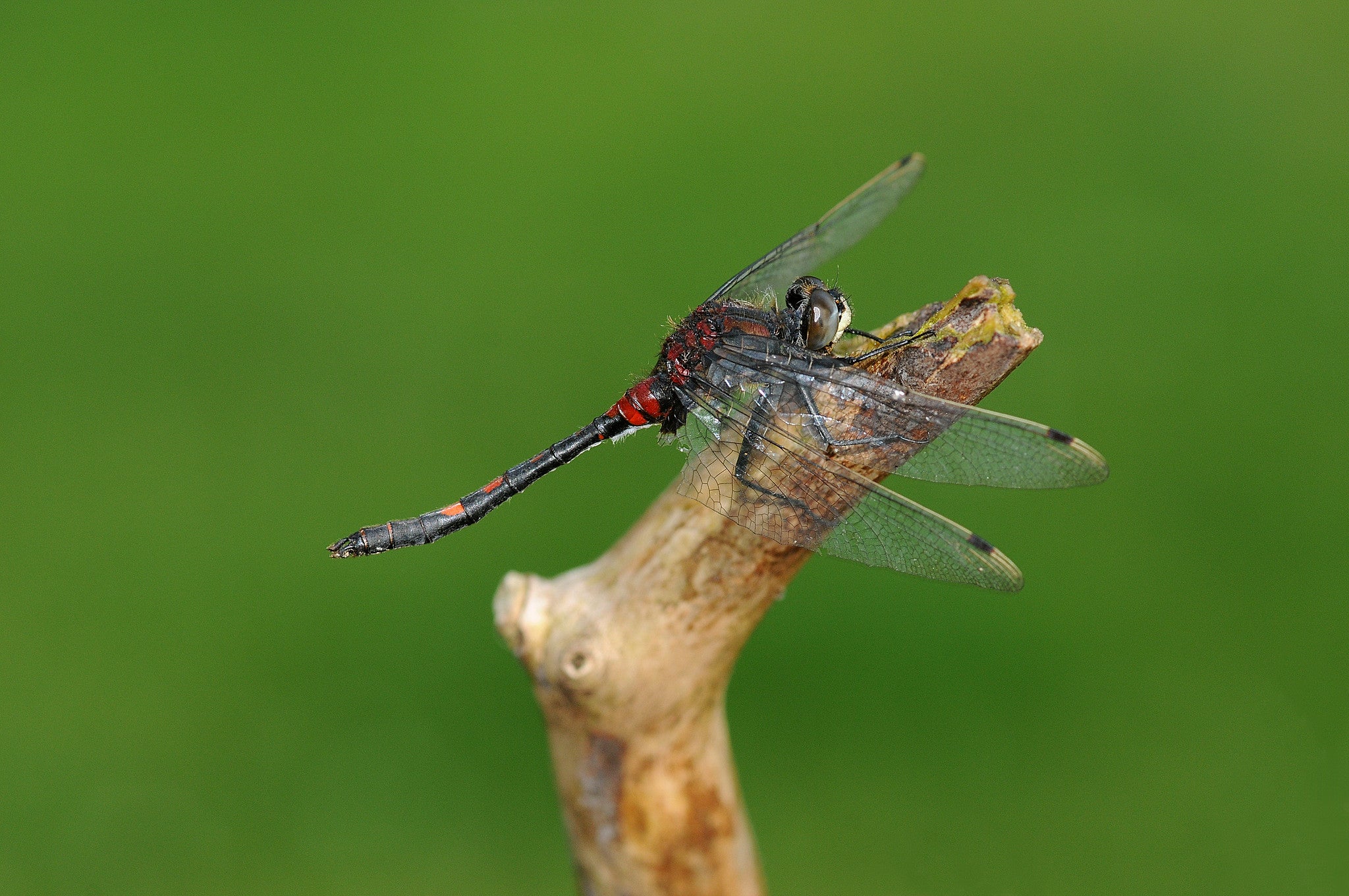 White-faced darter could be spotted at Campfield Marsh next year, it is hoped