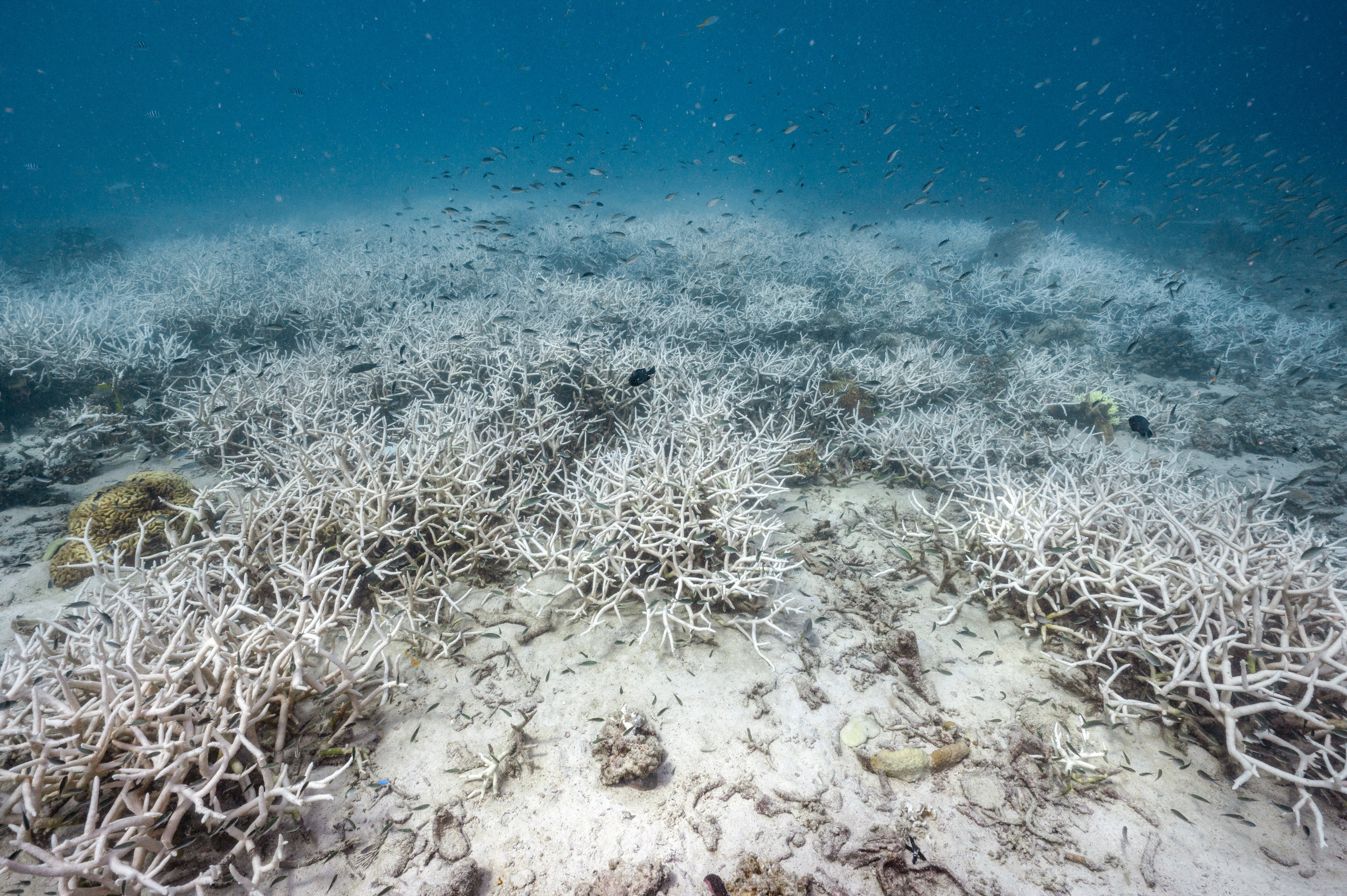This underwater photo taken on June 14, 2024 shows bleached corals around Koh Tao island in the southern Thai province of Surat Thani. Coral bleaching has been recorded in over 60 countries since early 2023, threatening reefs that are key to ocean biodiversity and support fishing and tourism industries globally