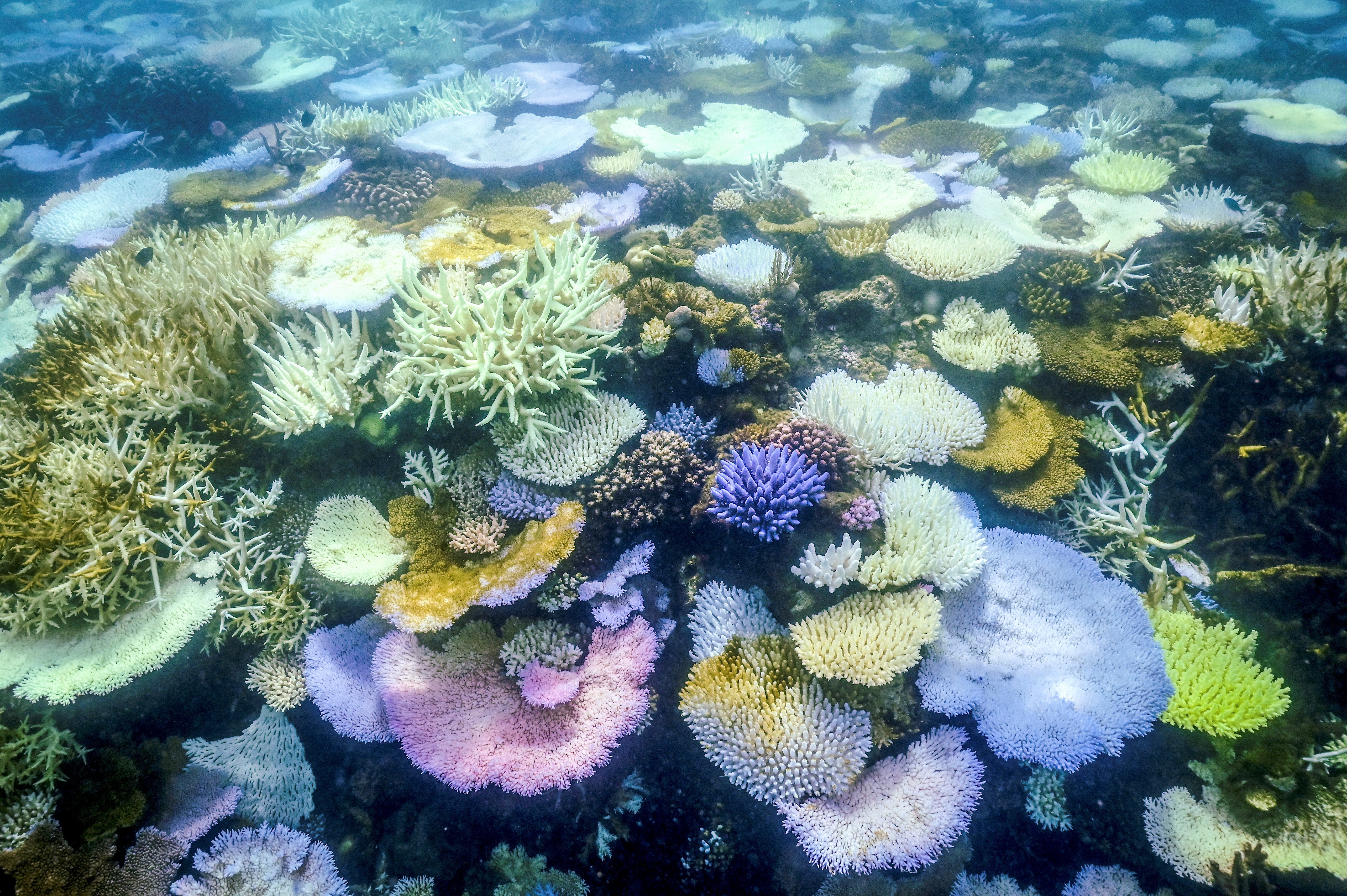 File. Bleached and dead coral is seen around Lizard Island on Australia’s Great Barrier Reef on 5 April 2024