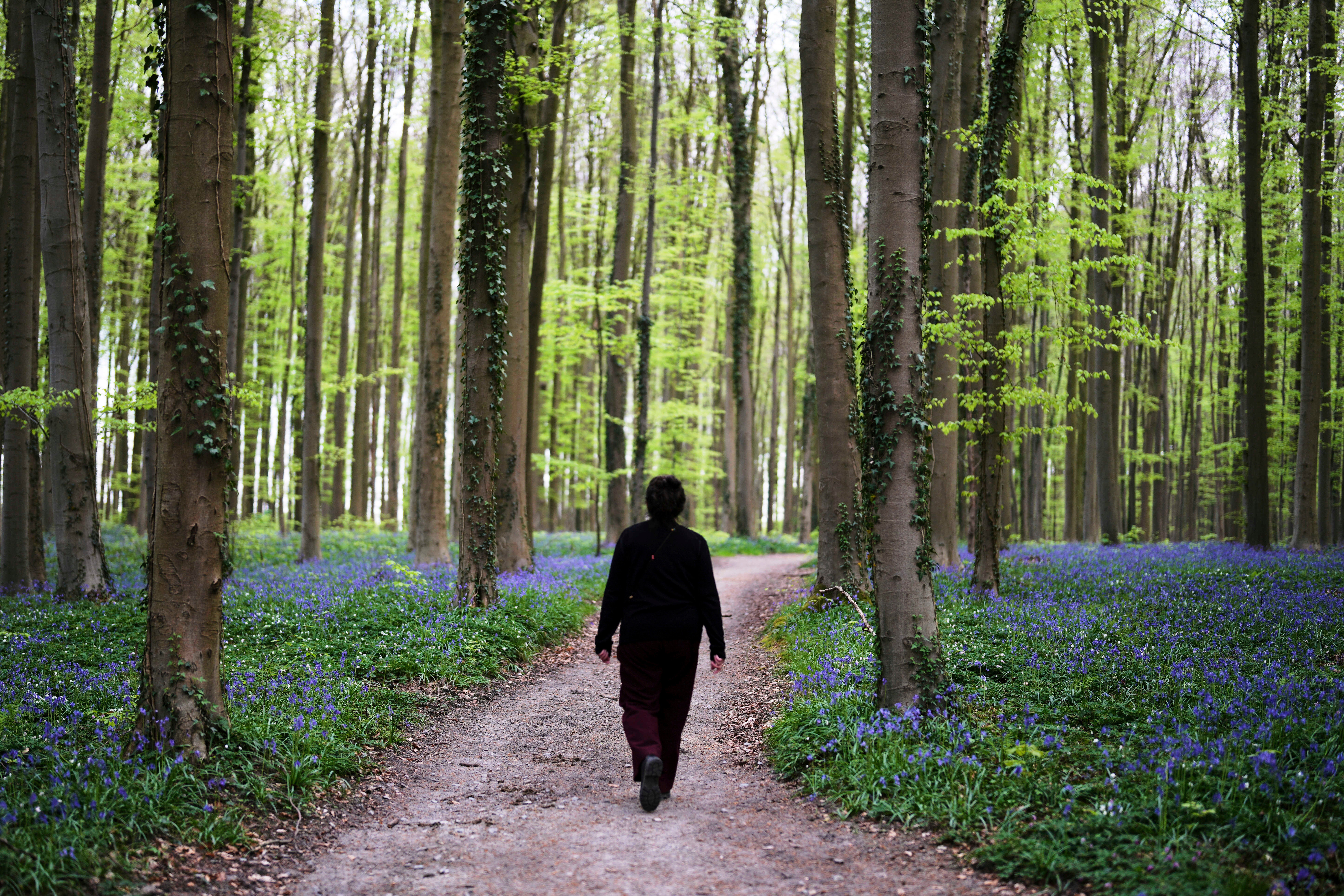 Be Well Spring Blossoms Bluebells