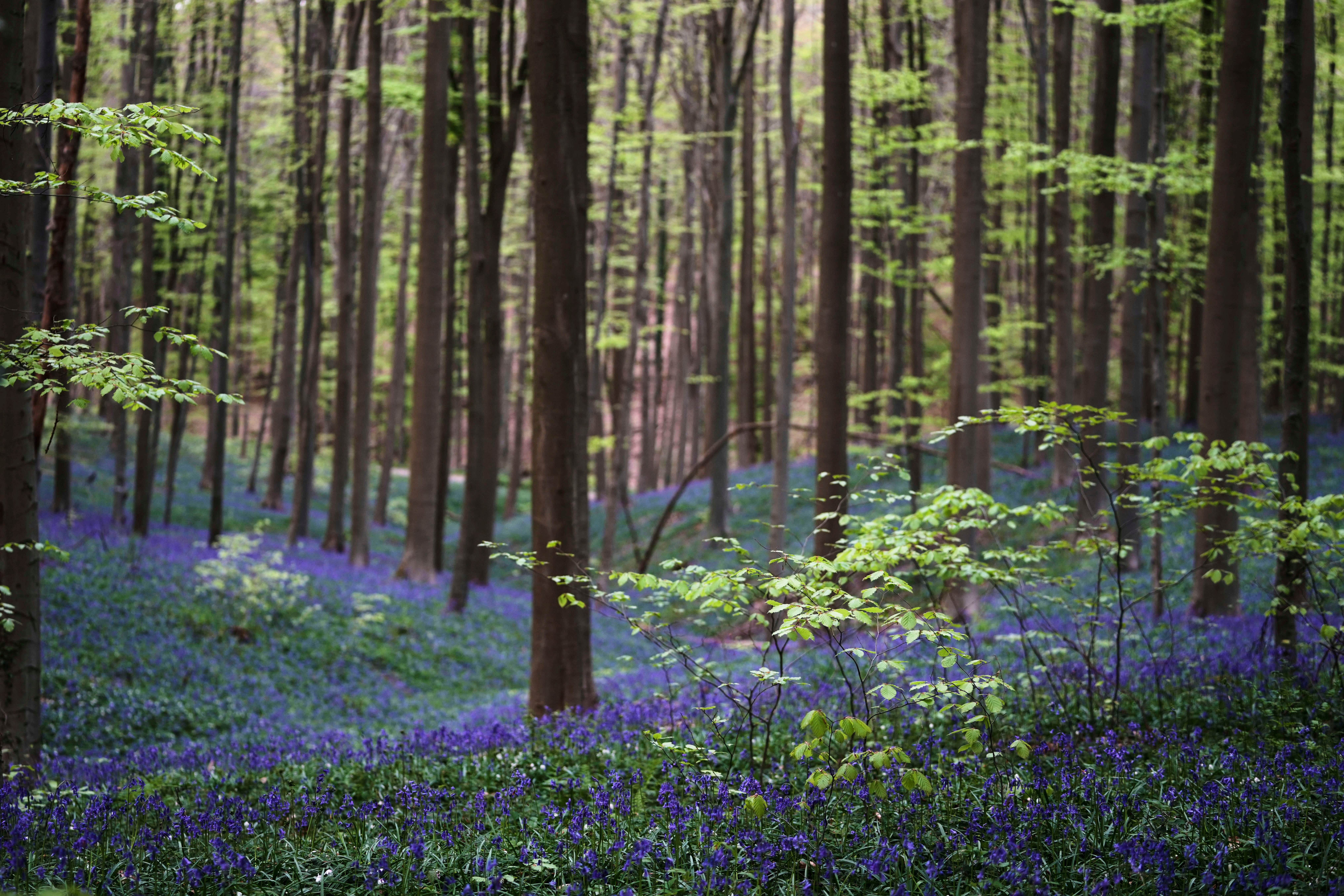 Be Well Spring Blossoms Bluebells