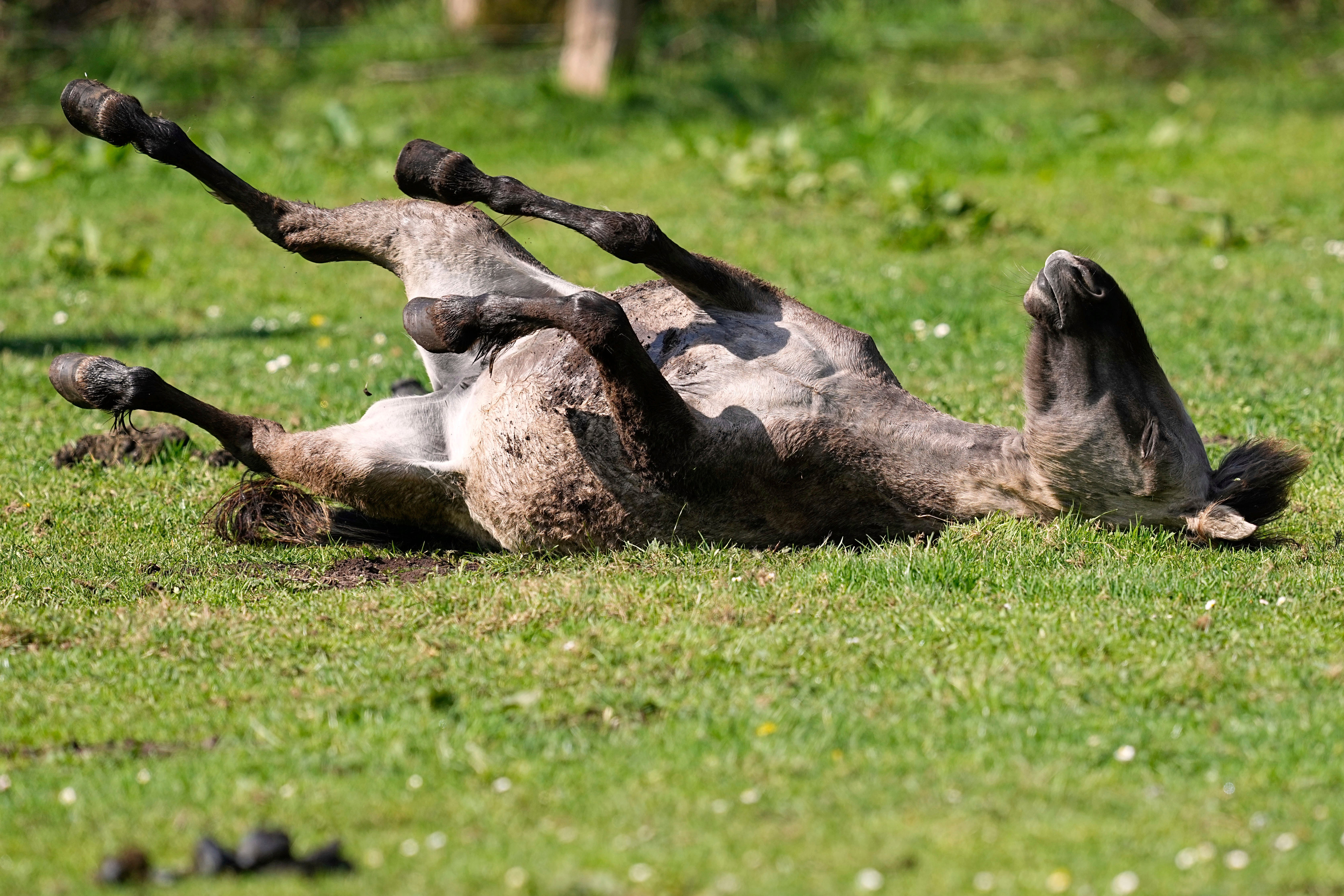 Germany Wild Horses Photo Gallery