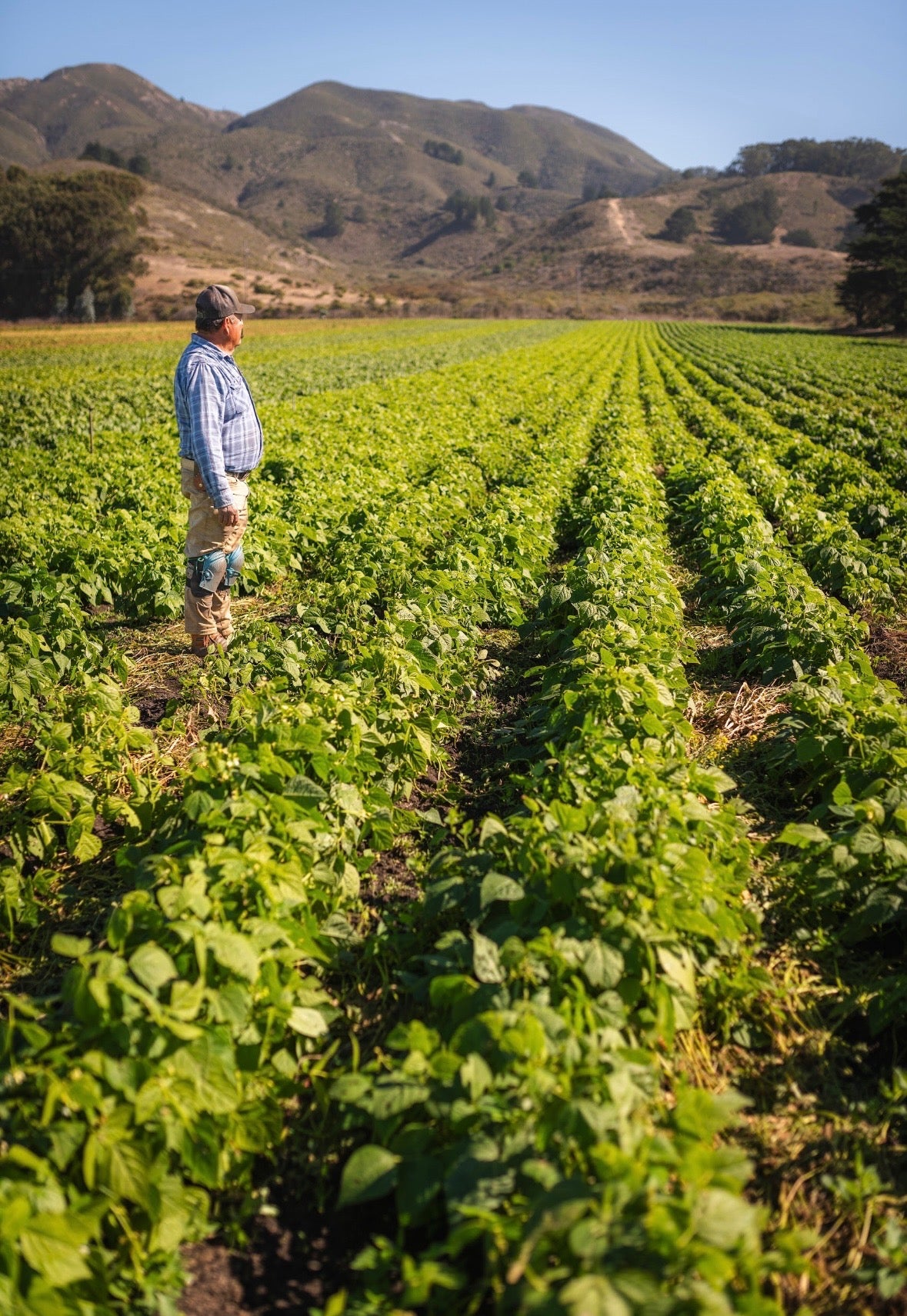 Farmer Javier Torres, who has been working the land in this area for 45 years, surveys his crops