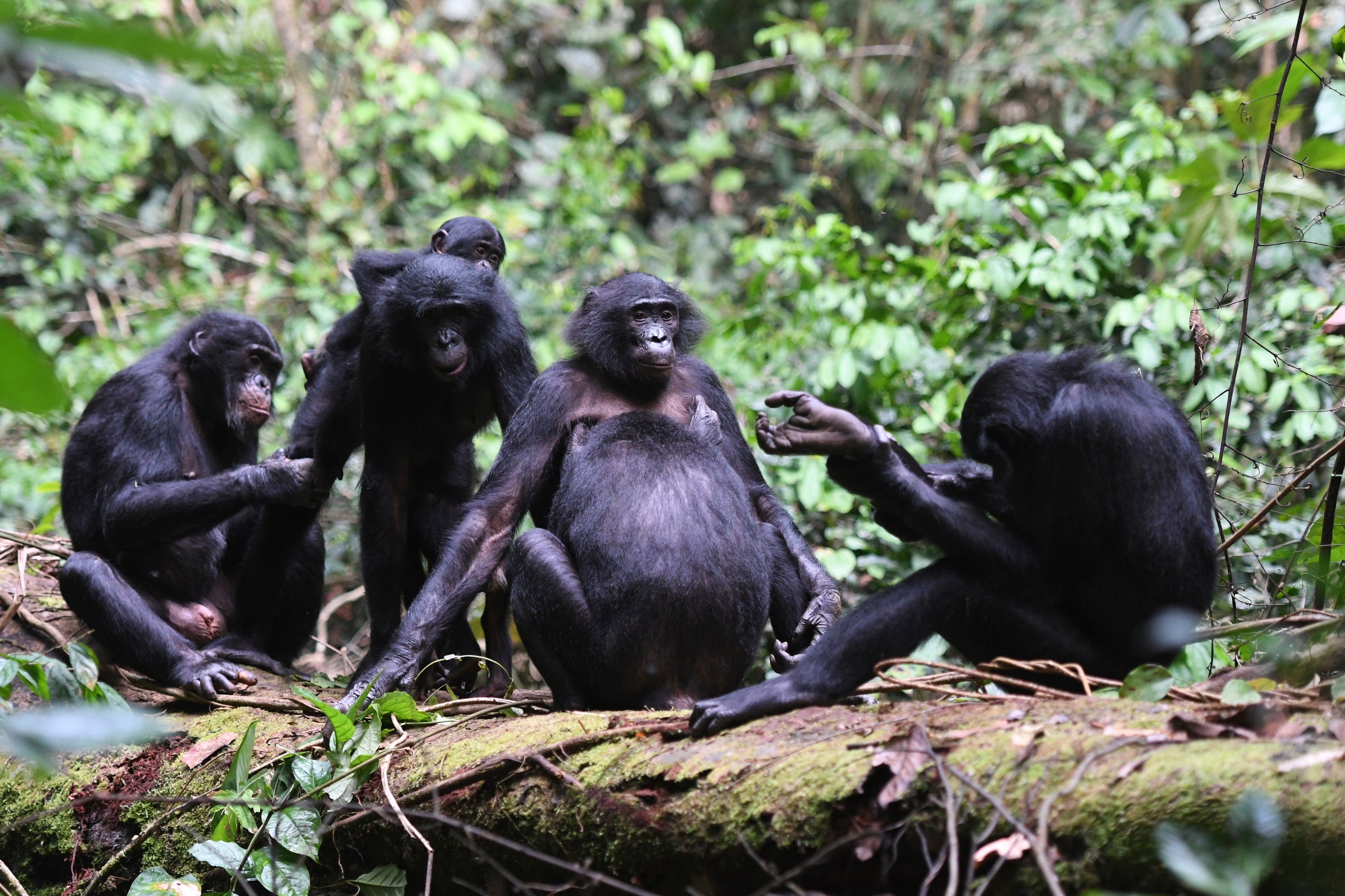Female Bonobos
