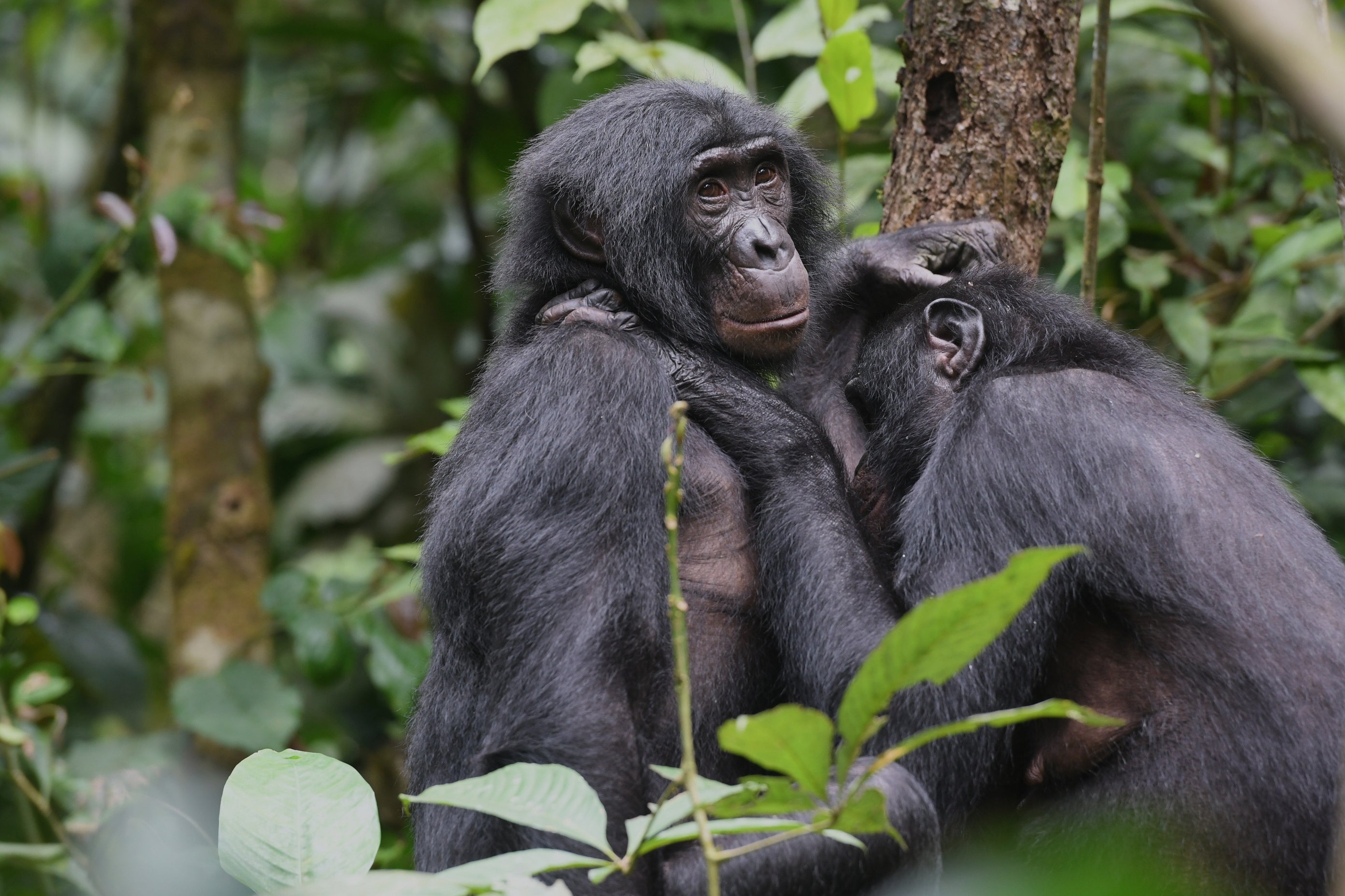 Female Bonobos