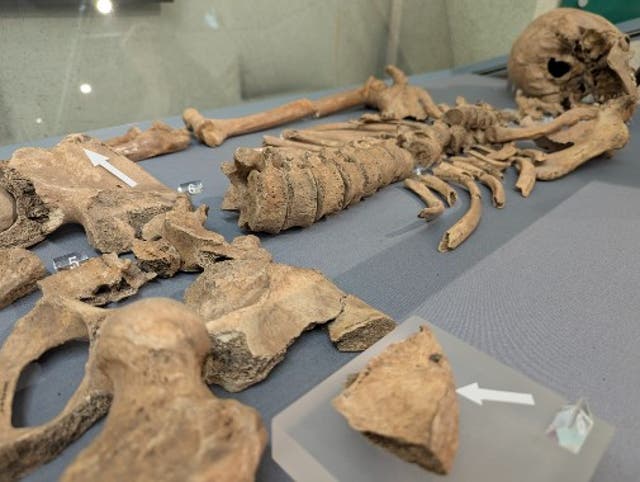 <p>Skeleton believed to be of a young gladiator found in York</p>