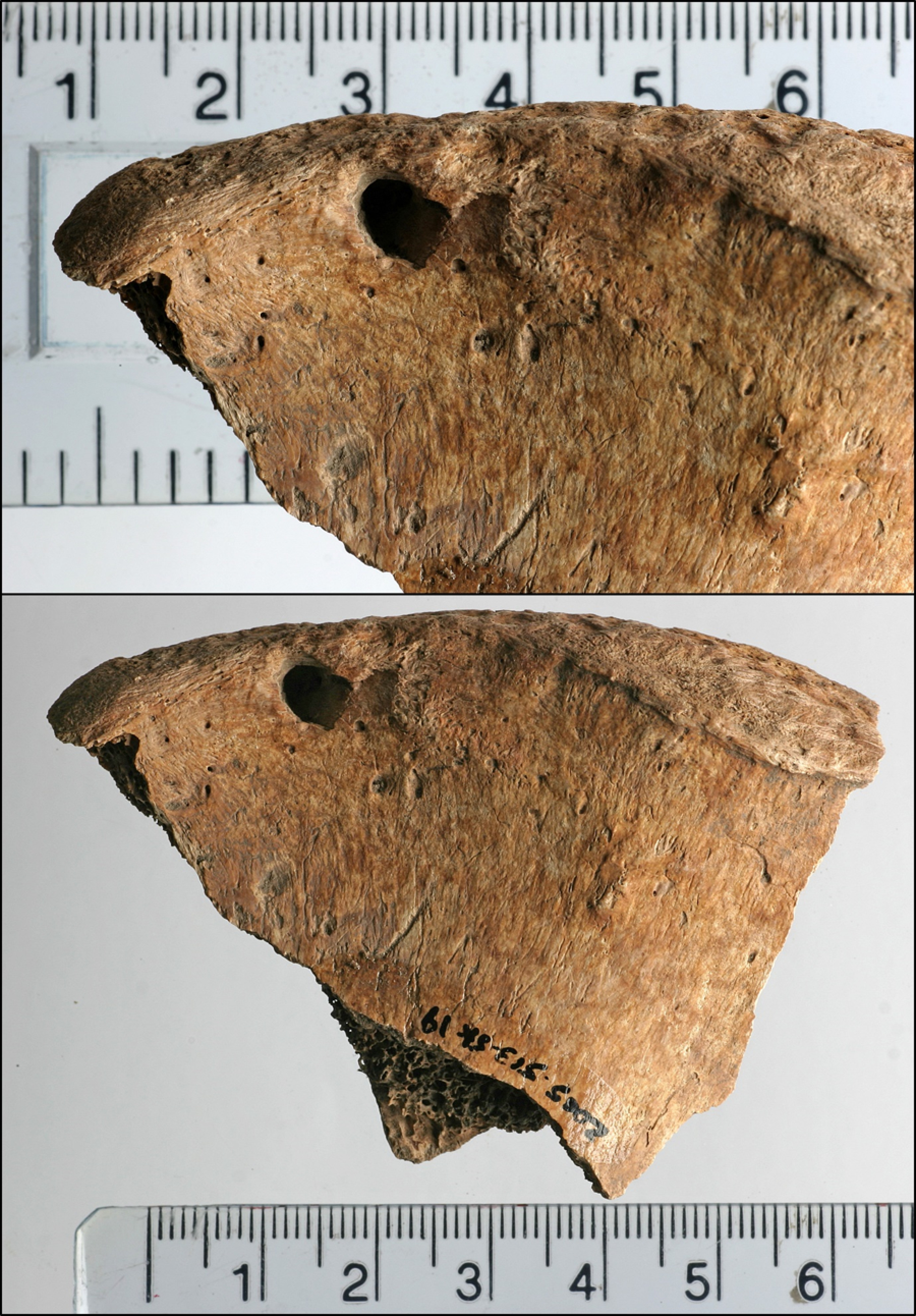 Skeletal remains of a Roman gladiator show evidence of combat with a big cat