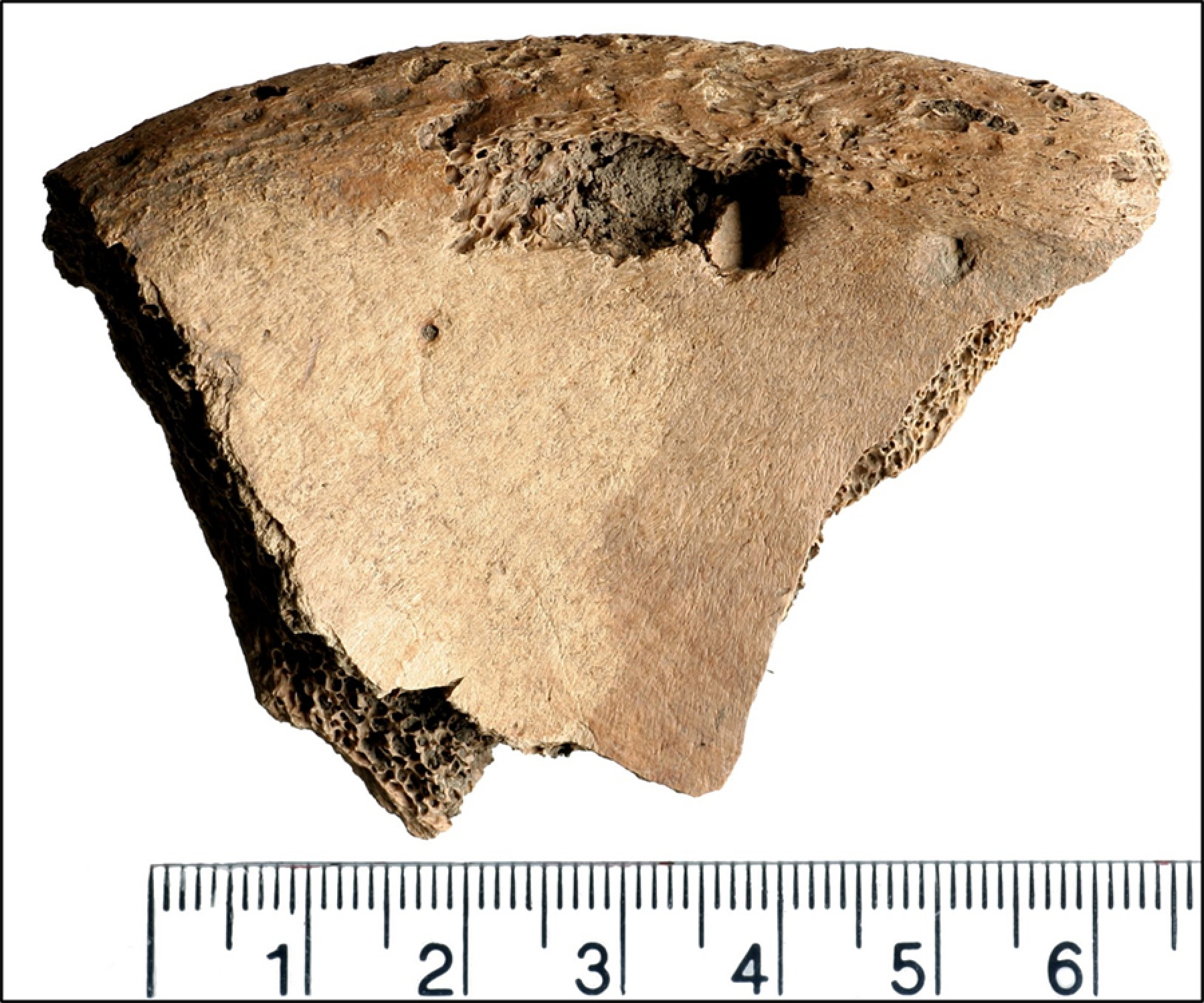 Skeletal remains of a Roman gladiator show evidence of combat with a big cat
