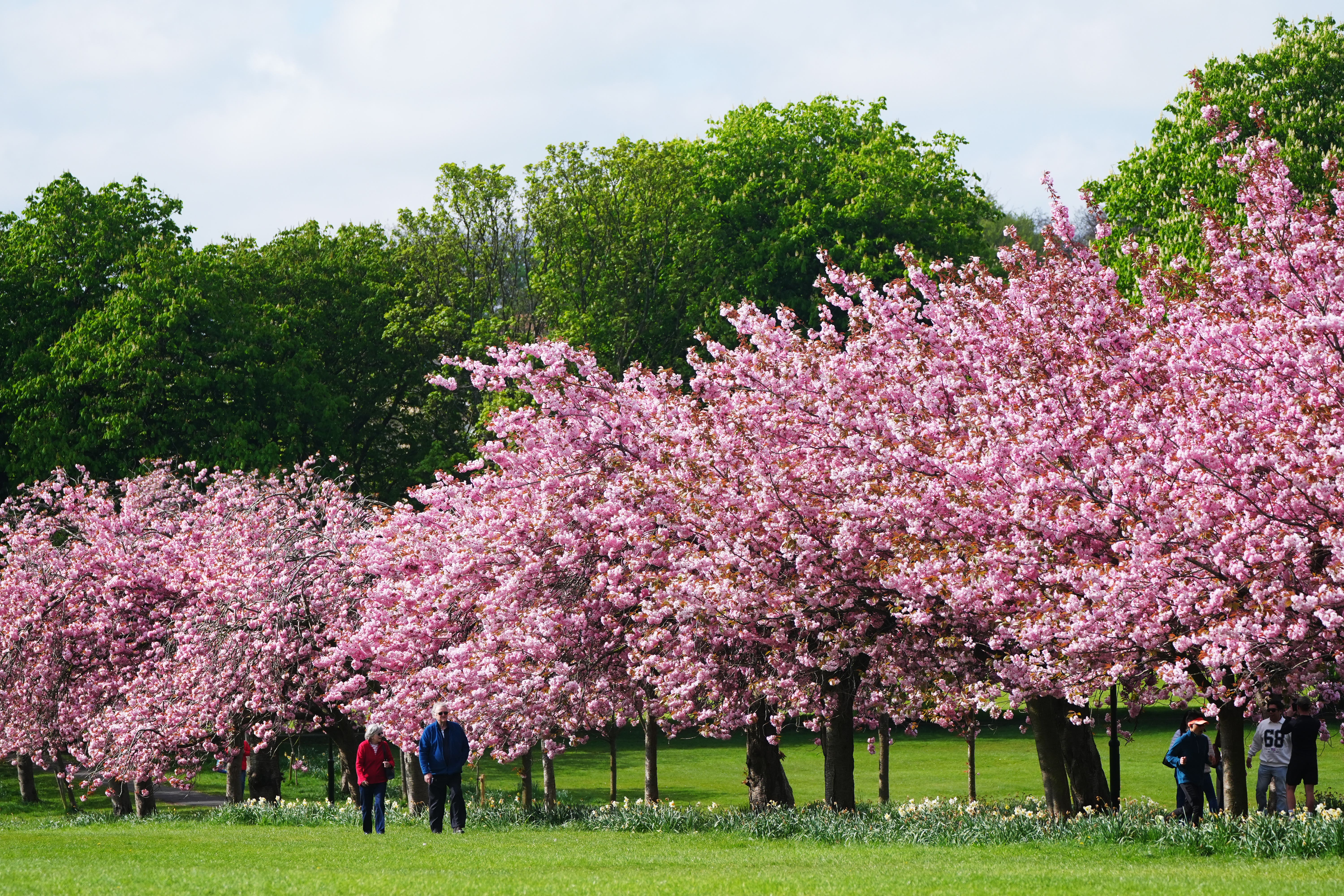 Cherry blossom in full bloom at The Stray in Harrogate, Yorkshire, on Thursday