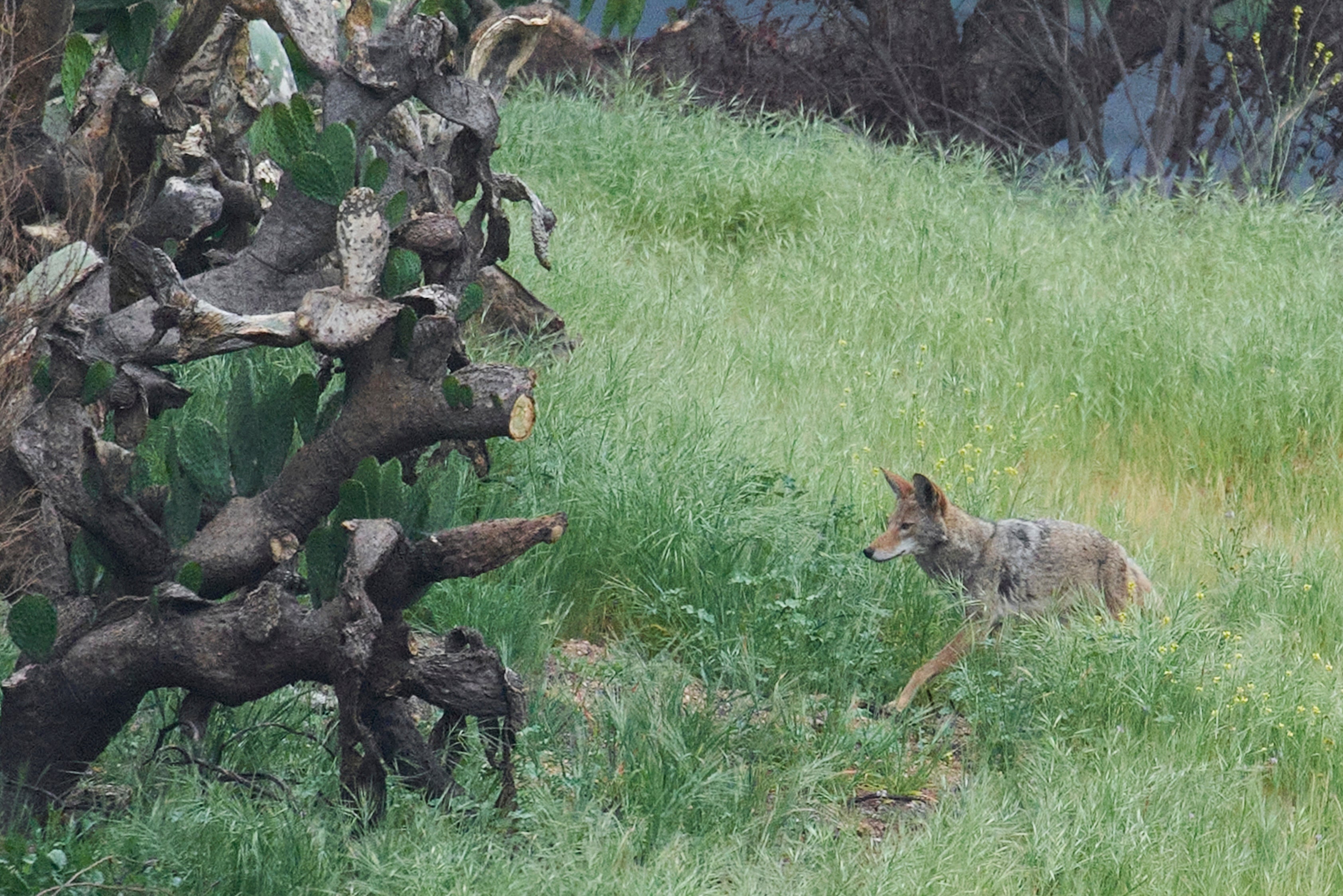 Eaton Fire Nature Recovery