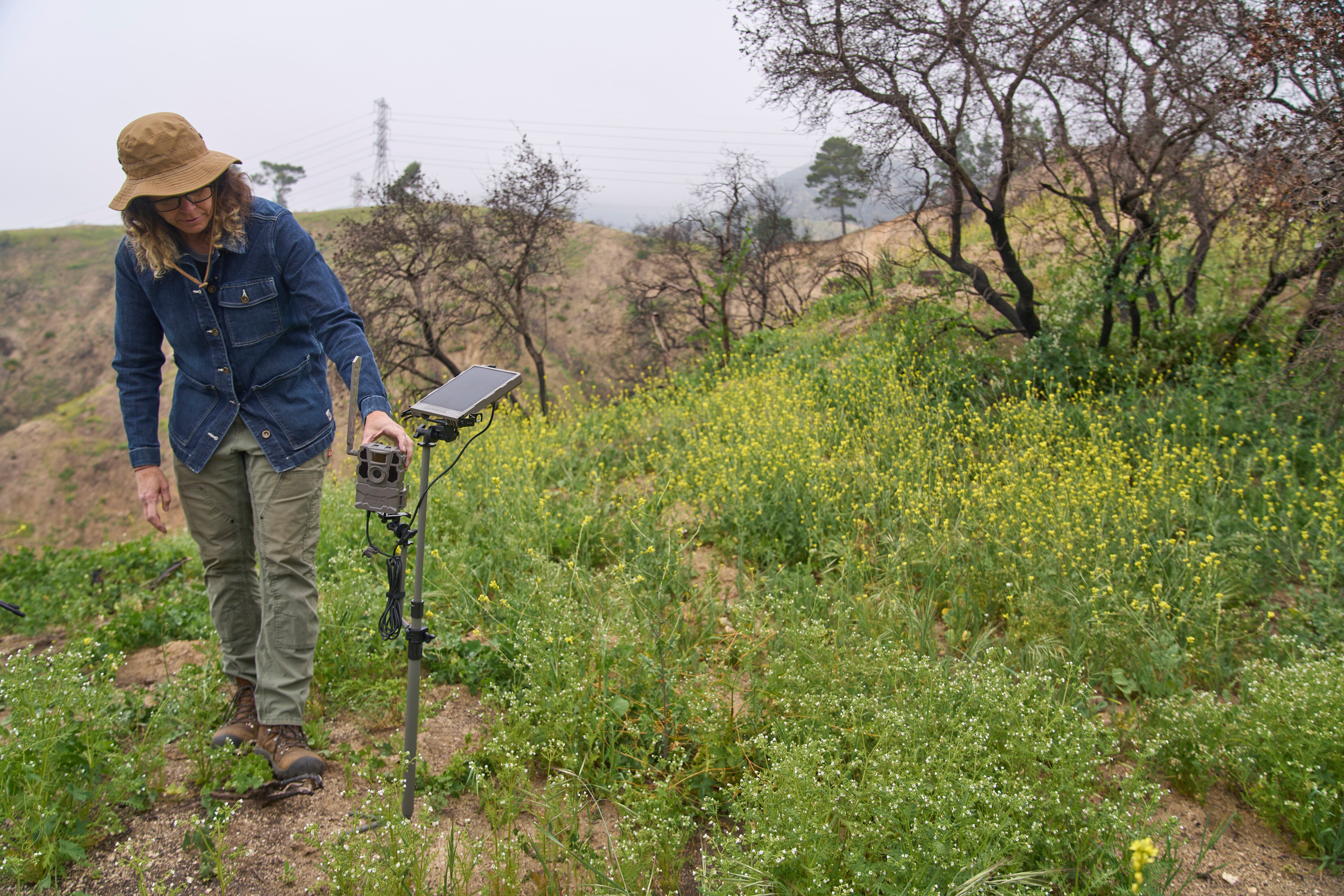 Eaton Fire Nature Recovery