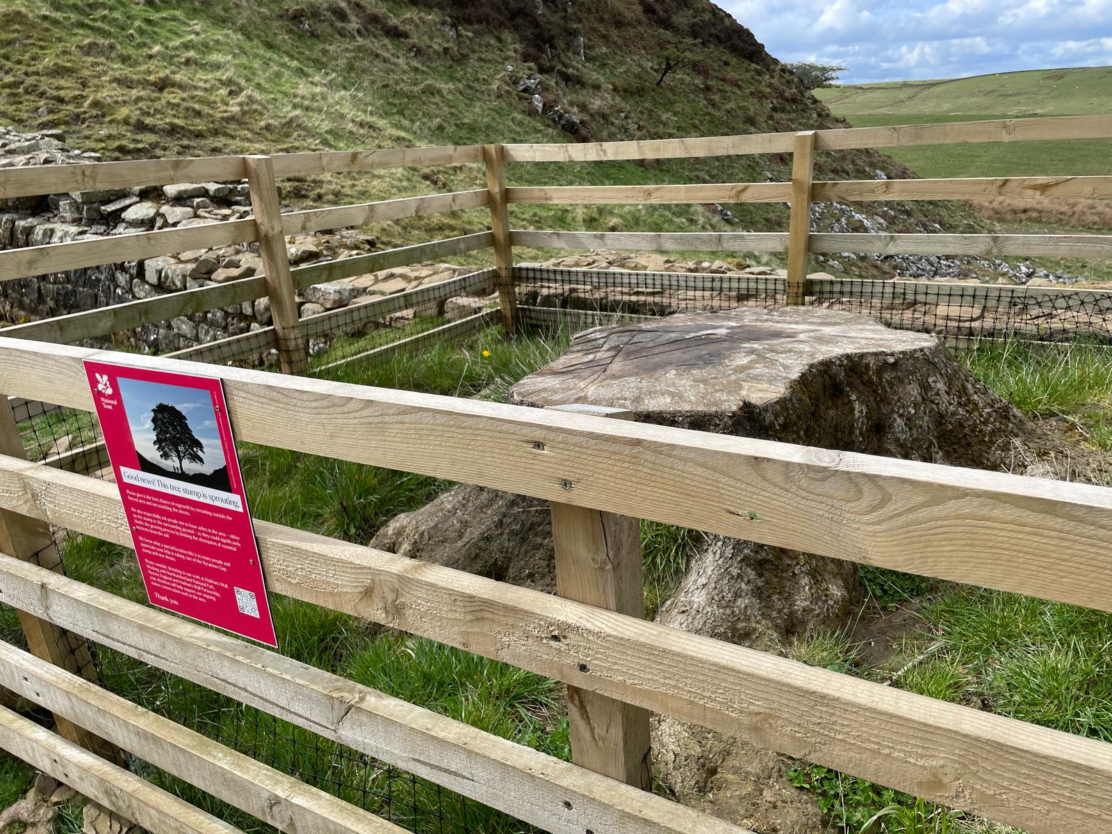 The Sycamore Gap tree filled a natural gap in Hadrian's Wall – but now it is a stump fenced off