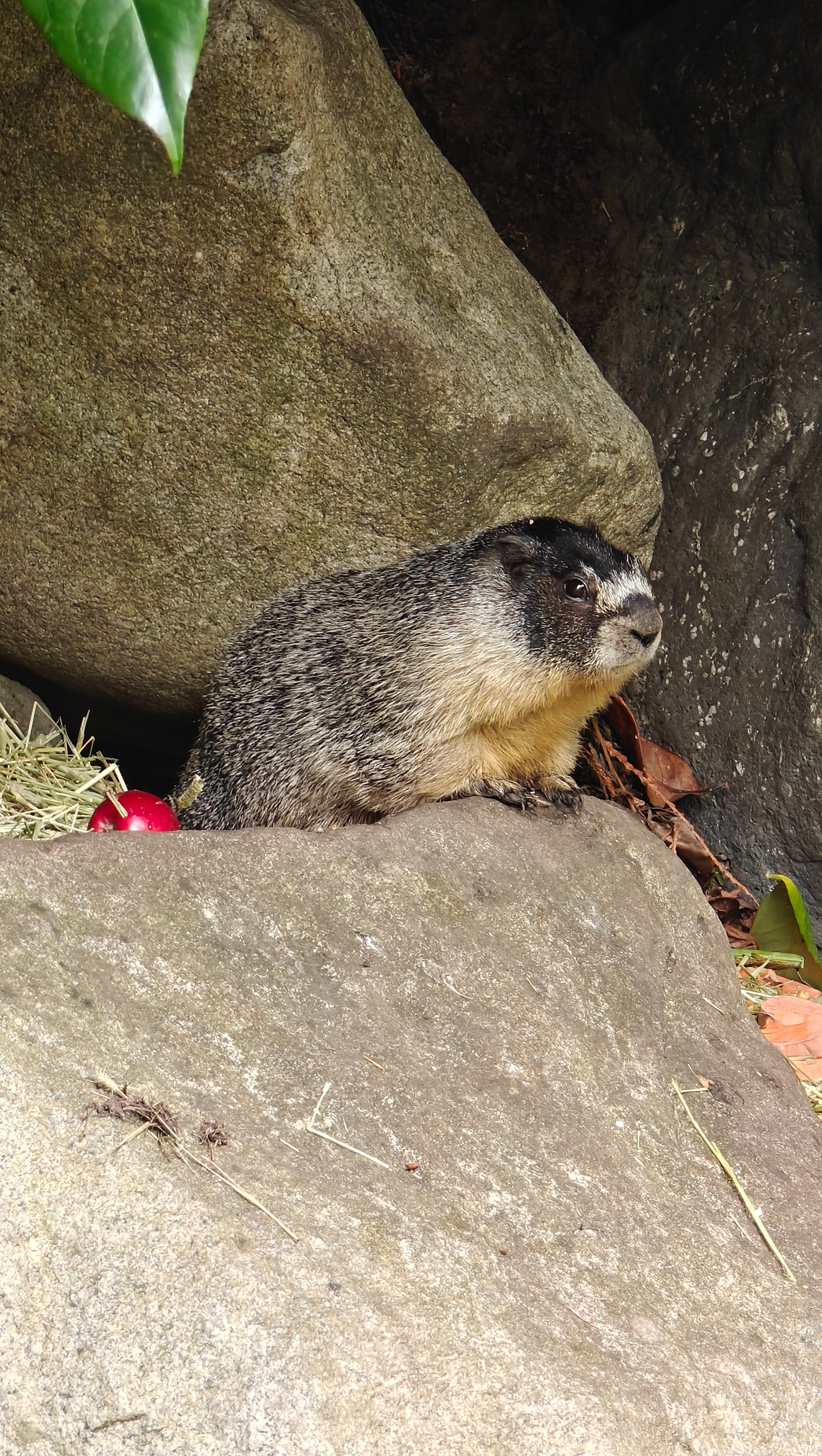 Roger the marmot on high alert