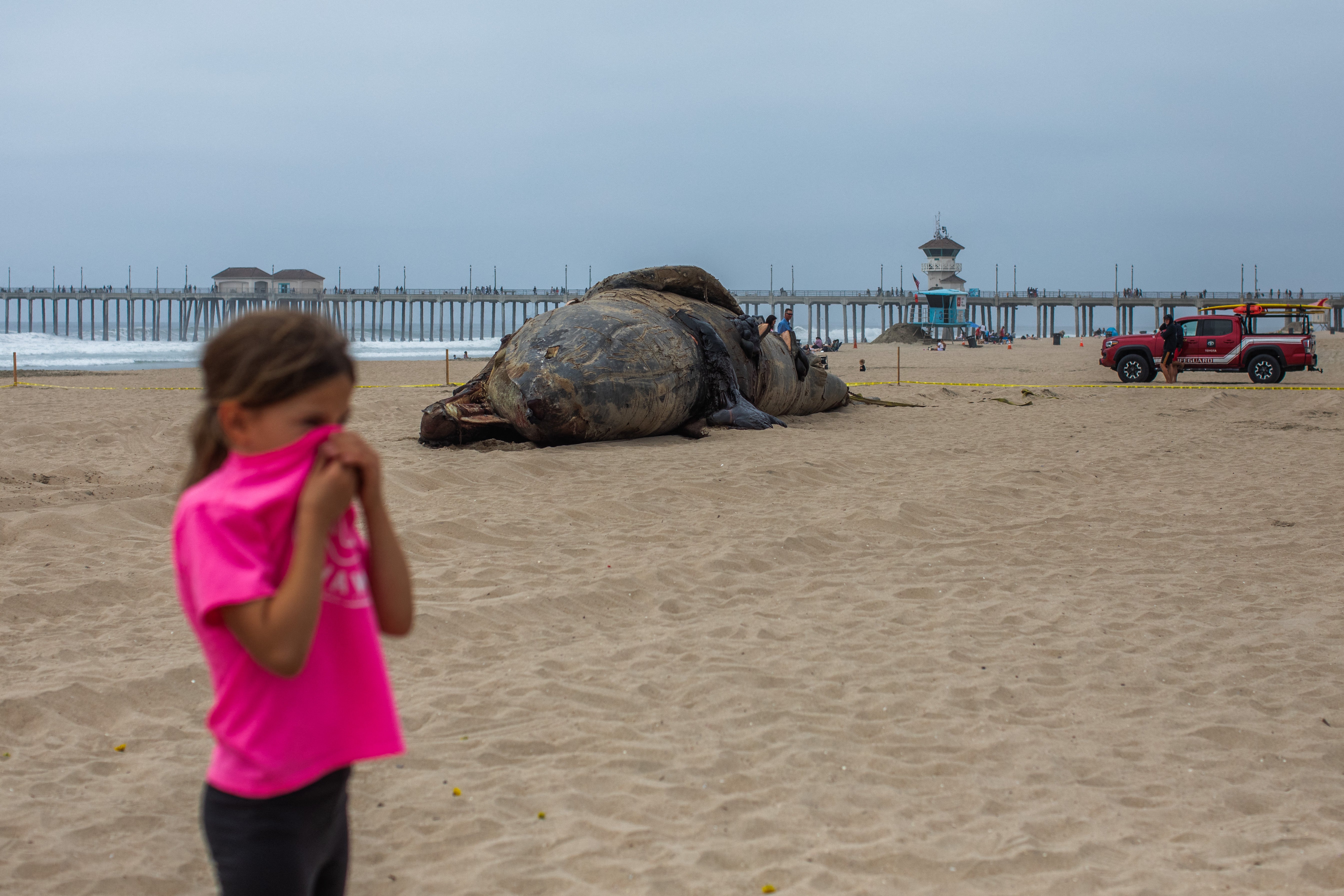 The decaying corpse of a gray whale was washed ashore on Huntington Beach earlier this month