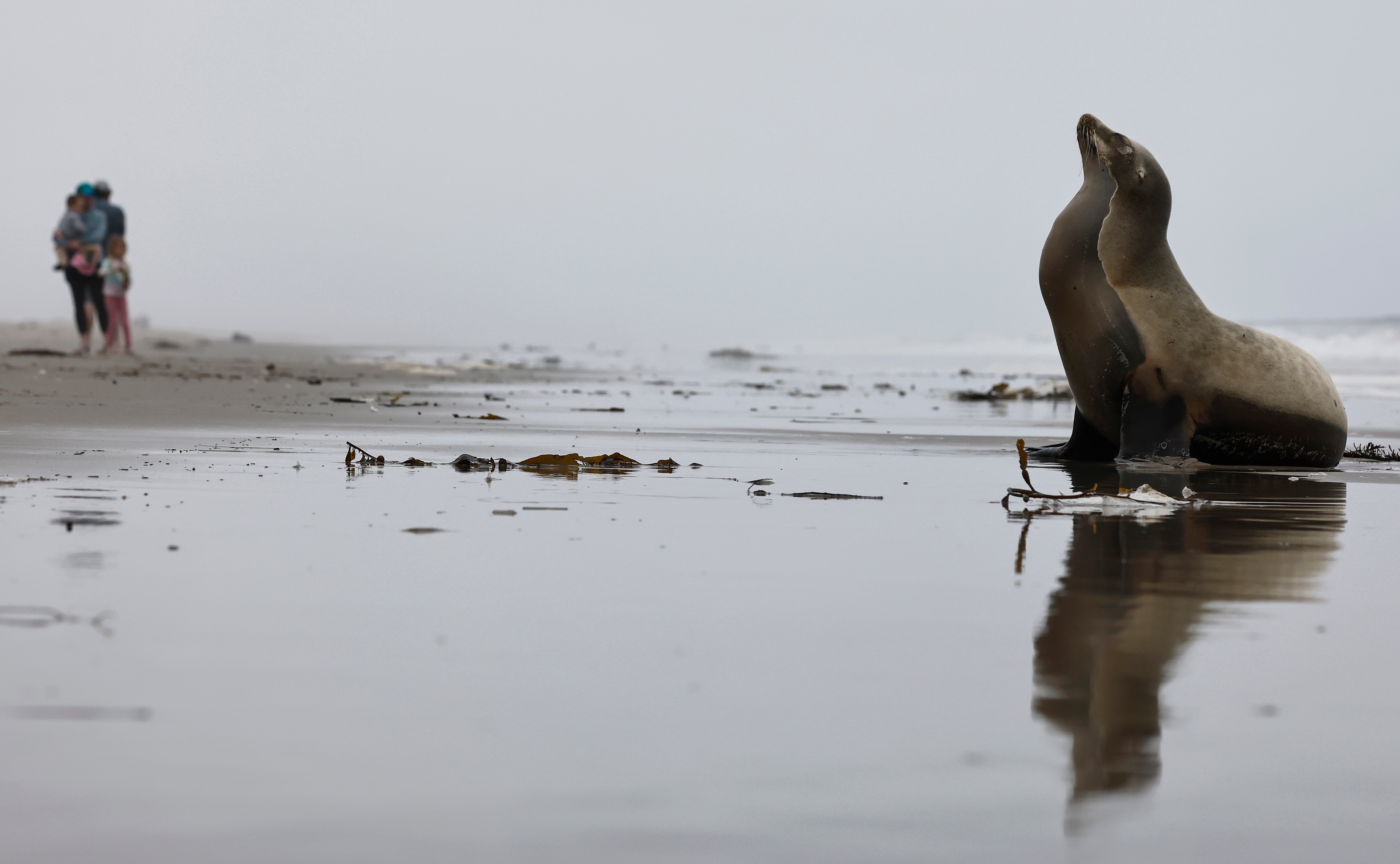 This stranded sea lion in Oxnard, CA is suspected to be suffering from domoic acid poisoning