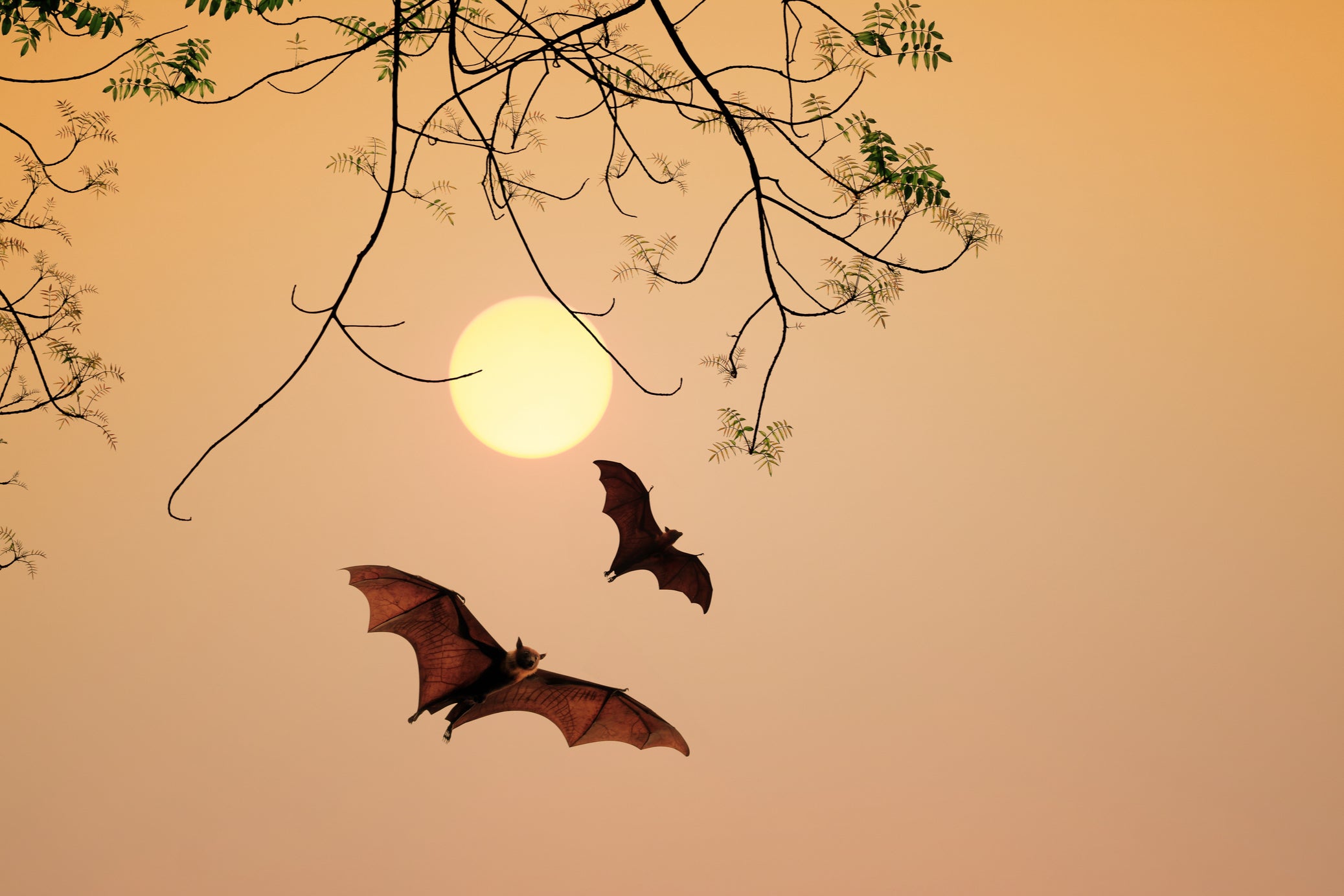 Bats in your garden are a sign of a healthy environment