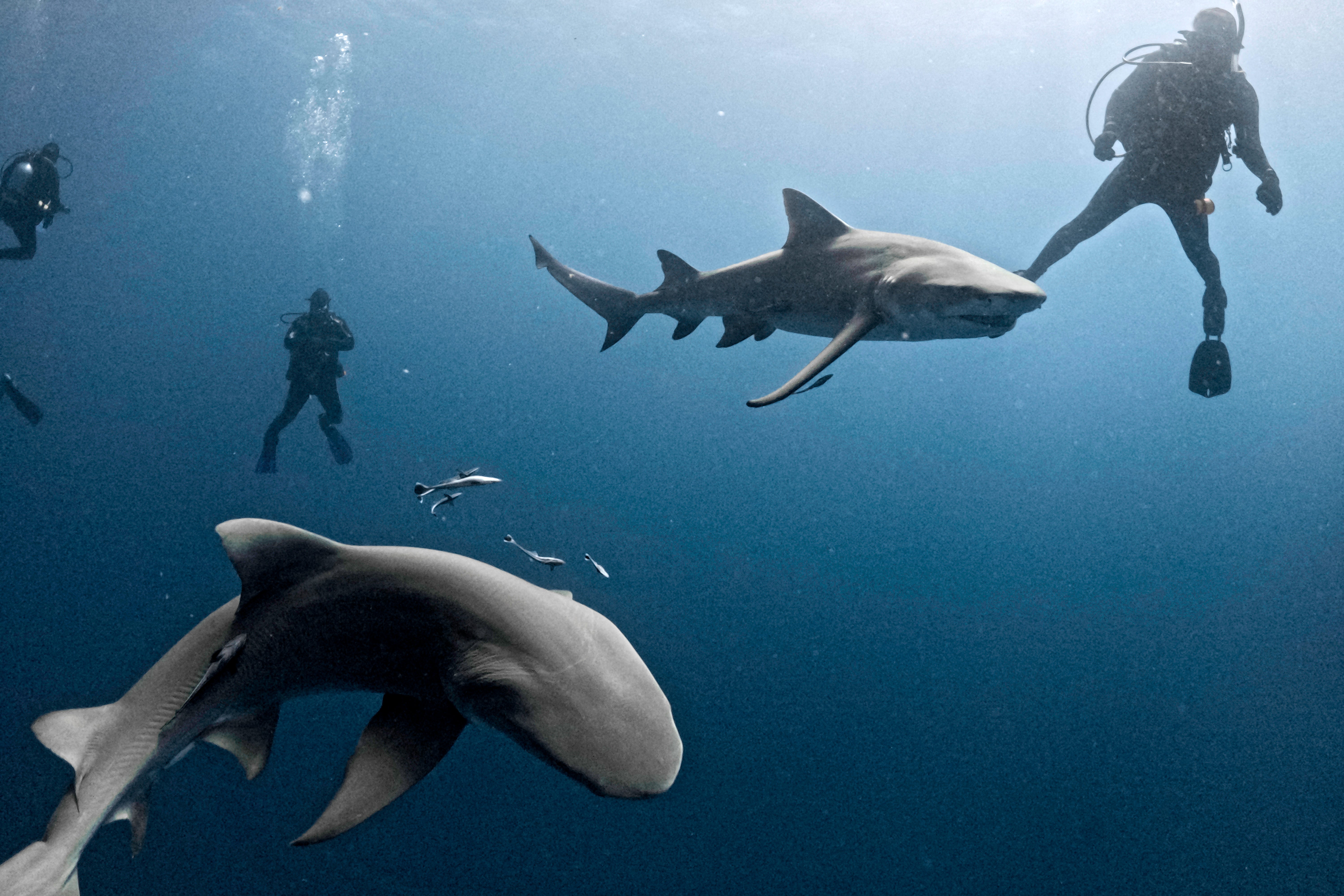 Lemon sharks swim close to a group of divers off Jupiter in Florida