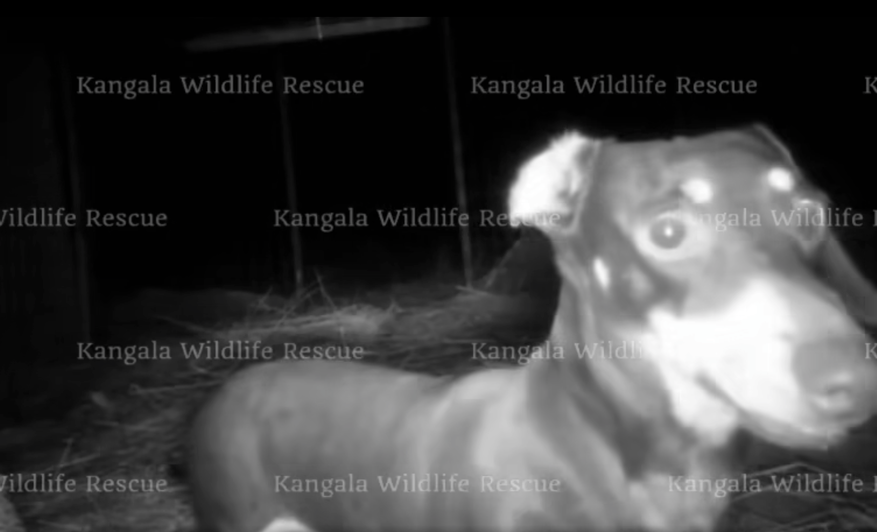 Screengrab from a video shows Valerie in a cage after her rescue