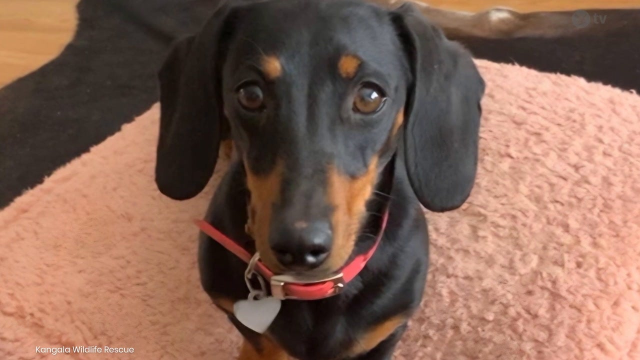 Sausage dog Valerie found safe and well 16 months after going missing