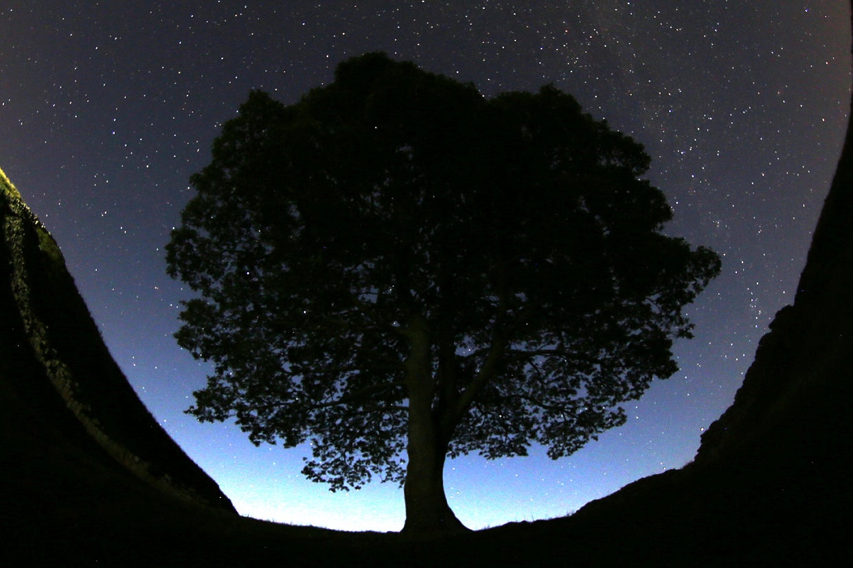 Britain-Sycamore Gap Tree Cut Down